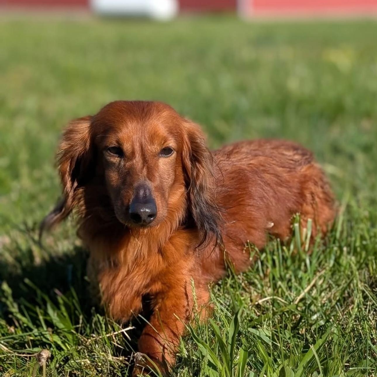 2148 Duke, adopted, Adult Male Dachshund.