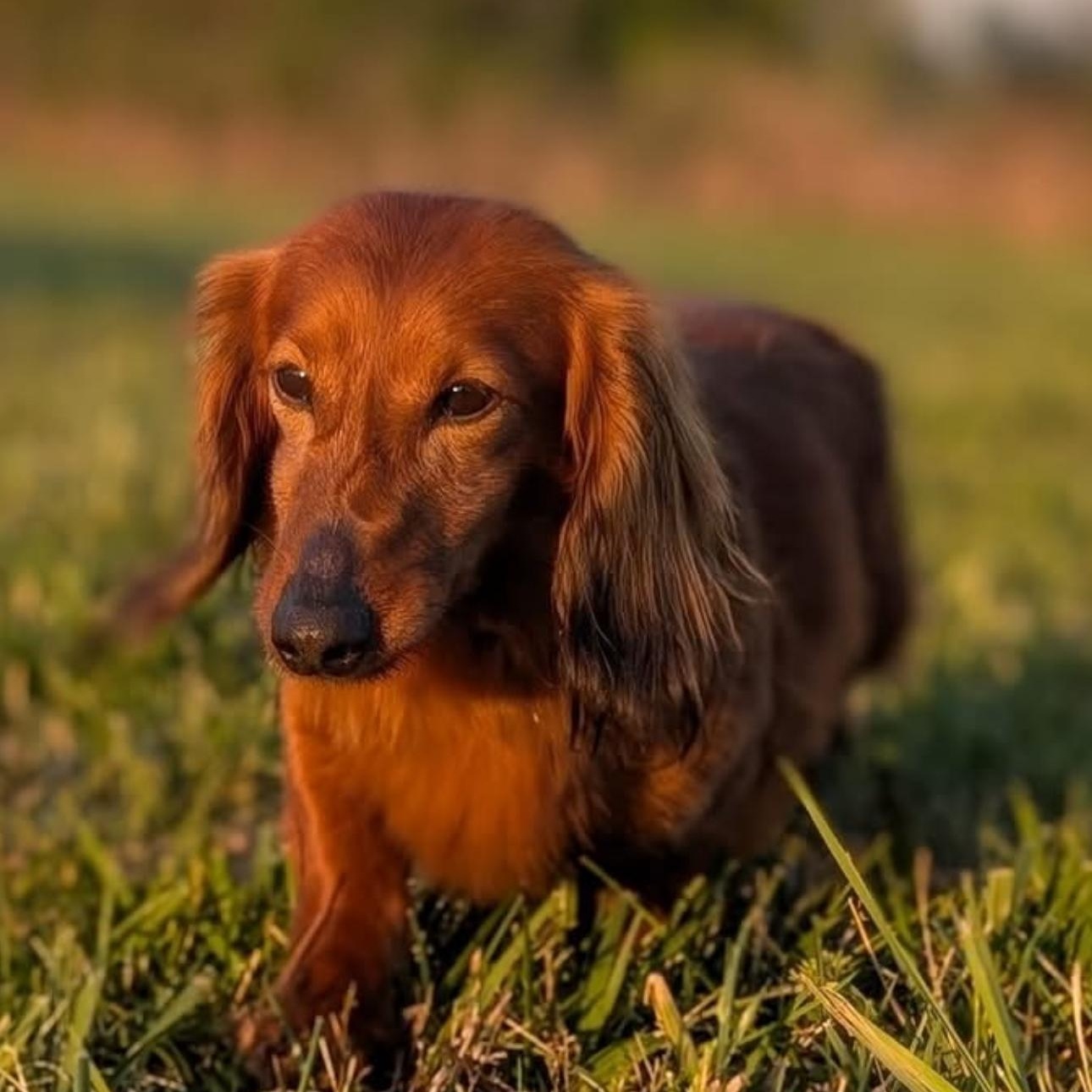 Enlarge 2148 Duke, an adopted Dachshund in Springfield, MO image 2/3