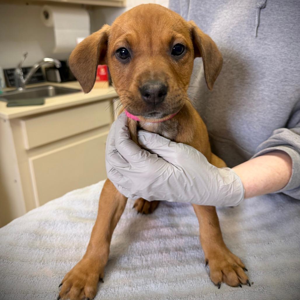 Enlarge Pistol, a Adoptable mixed breed in Ardmore, OK image 1/2
