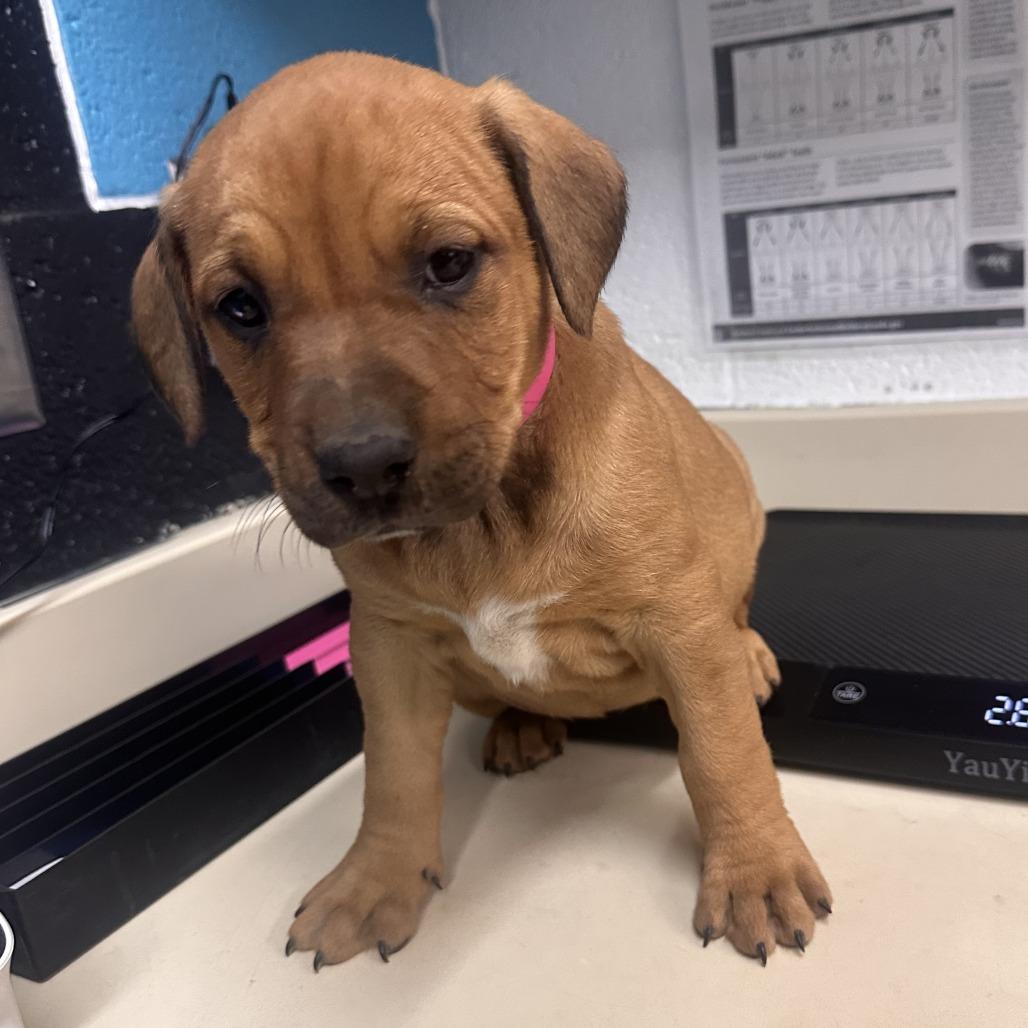 Enlarge Pistol, a Adoptable mixed breed in Ardmore, OK image 2/2