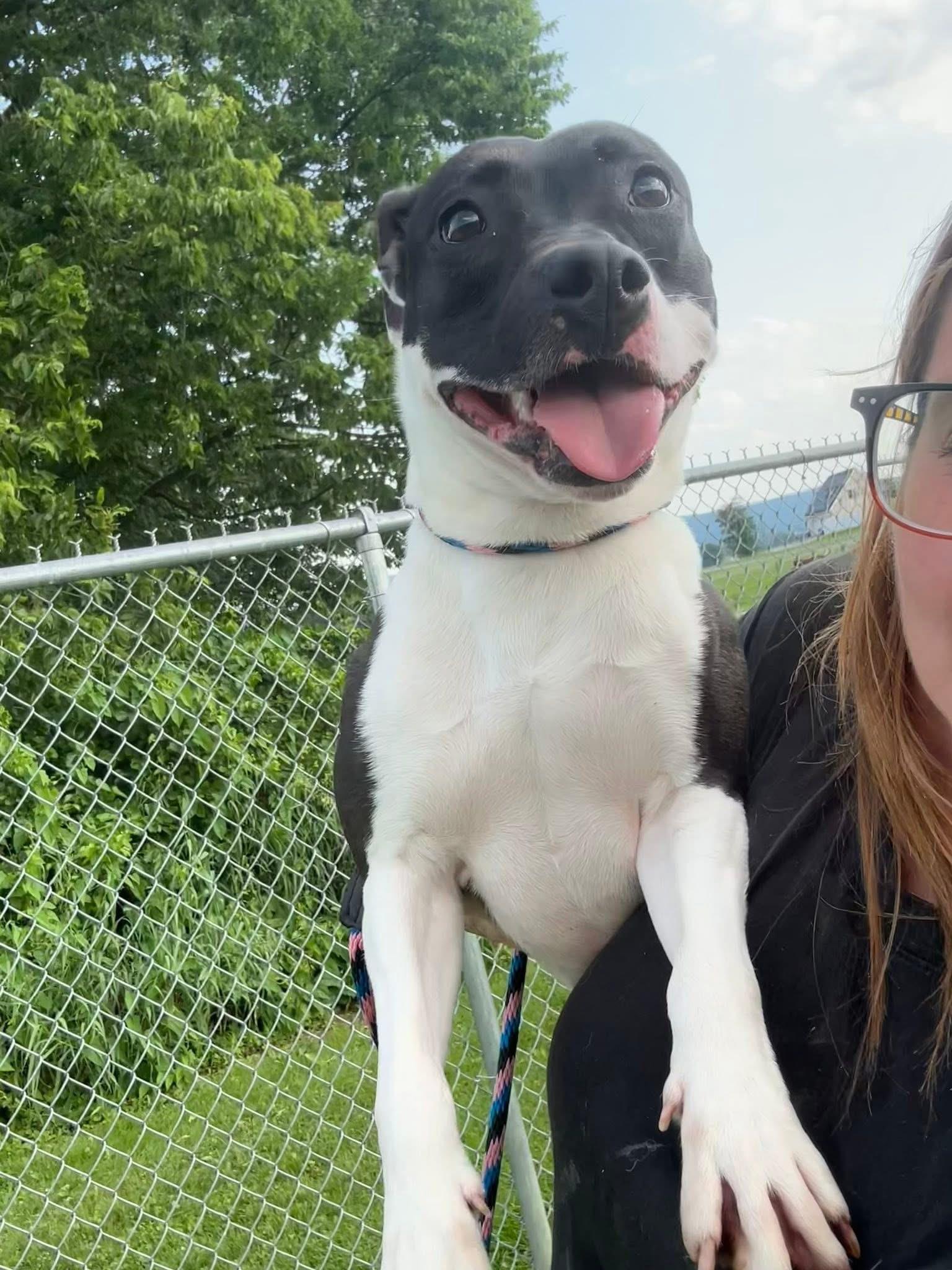 Enlarge Lucinda, a Adoptable mixed breed in Mechanicsburg, PA image 2/6