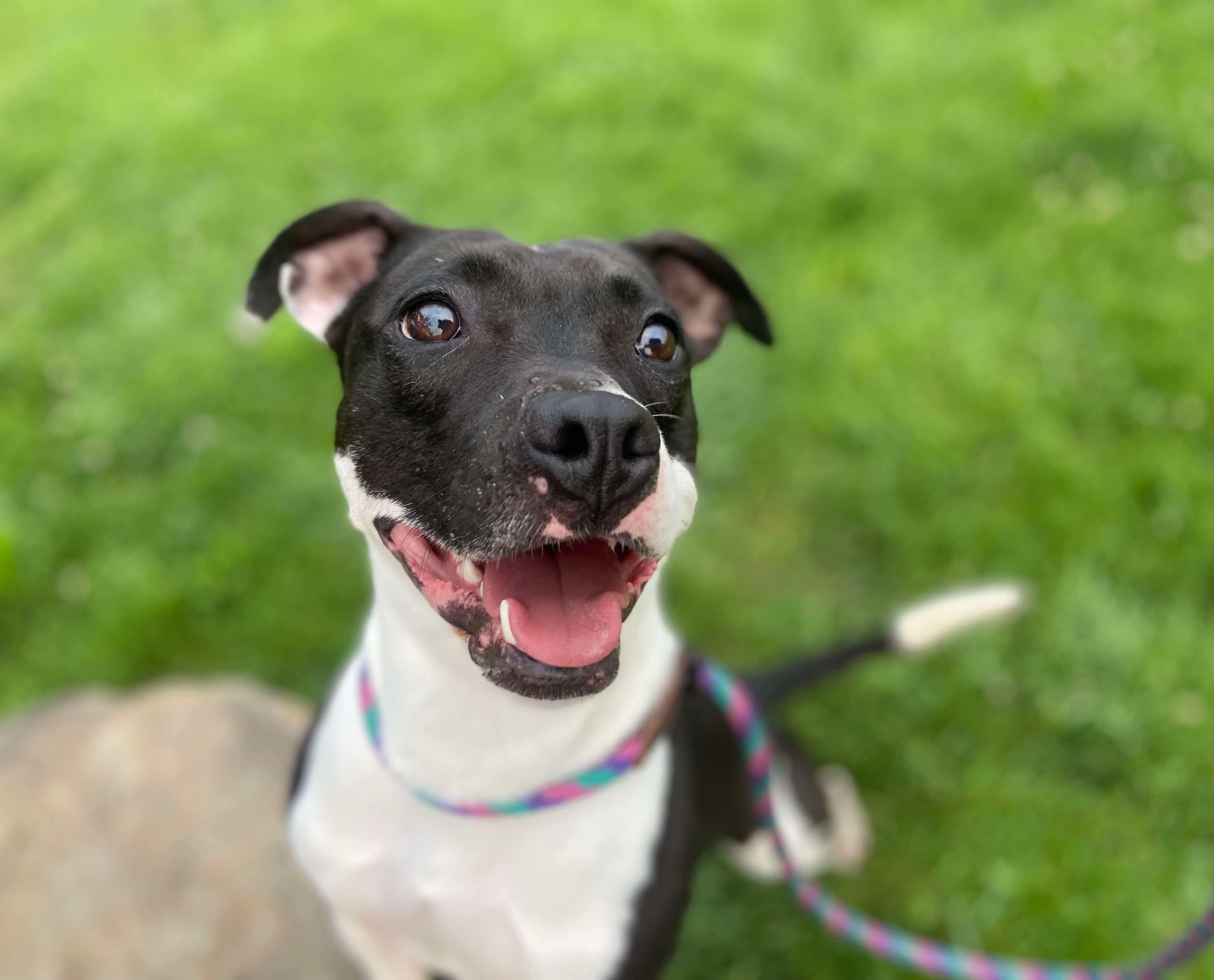 Lucinda, Adoptable, Adult Female Terrier.