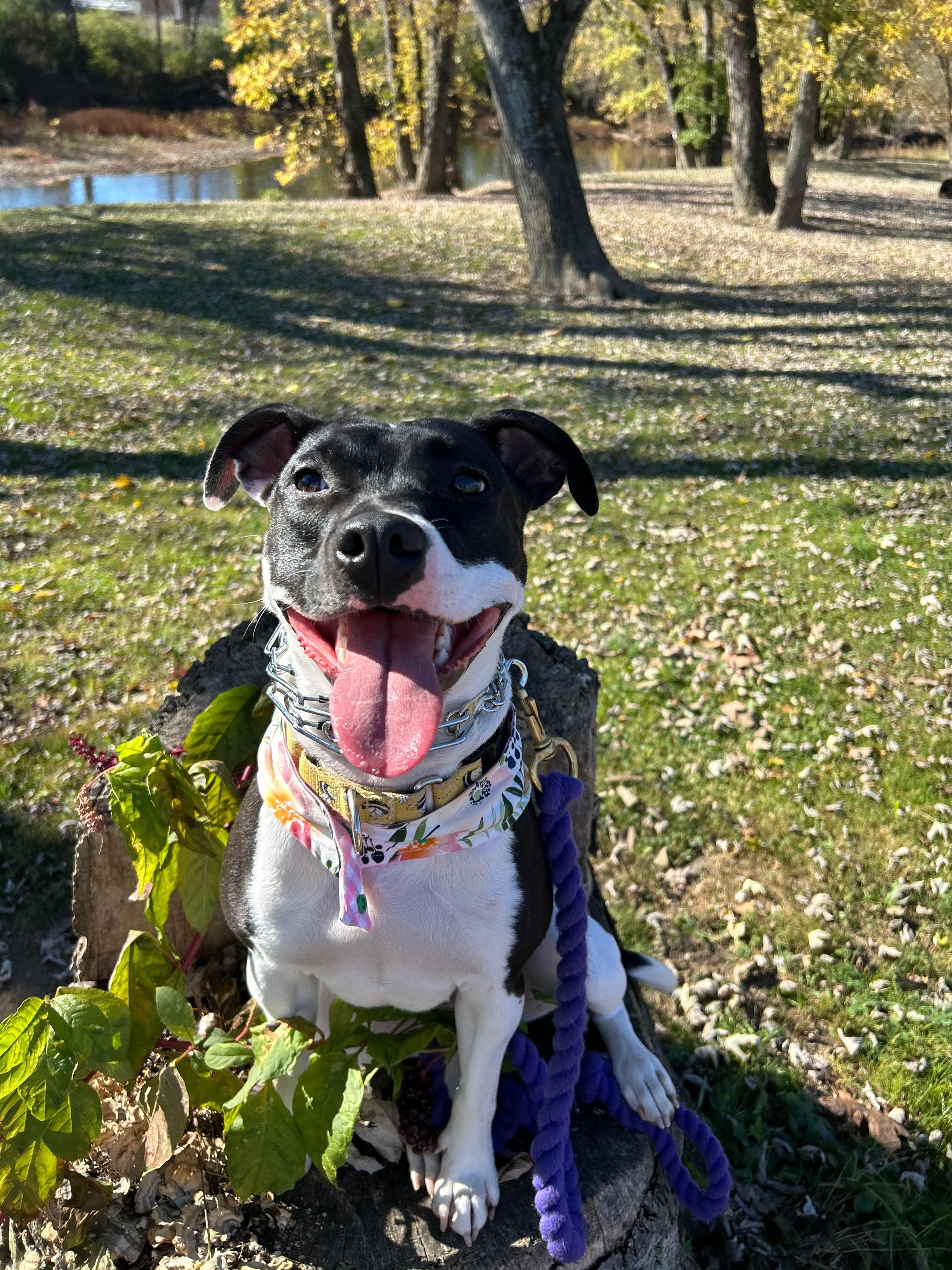 Lucinda, Adoptable, Adult Female Terrier.