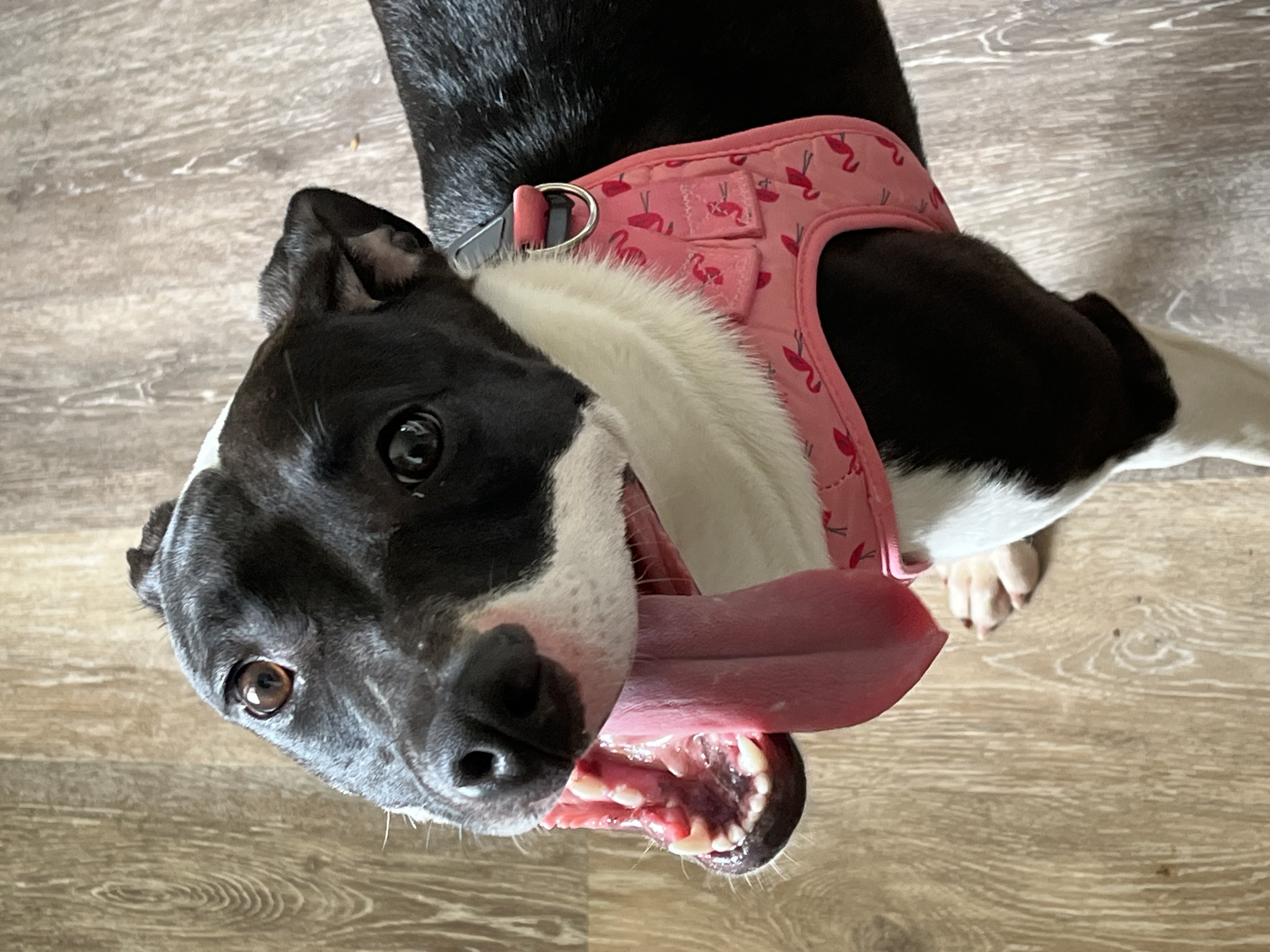 Enlarge Lucinda, a Adoptable mixed breed in Mechanicsburg, PA image 5/6