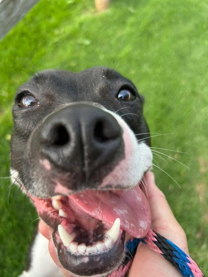 Enlarge Lucinda, a Adoptable mixed breed in Mechanicsburg, PA image 3/6