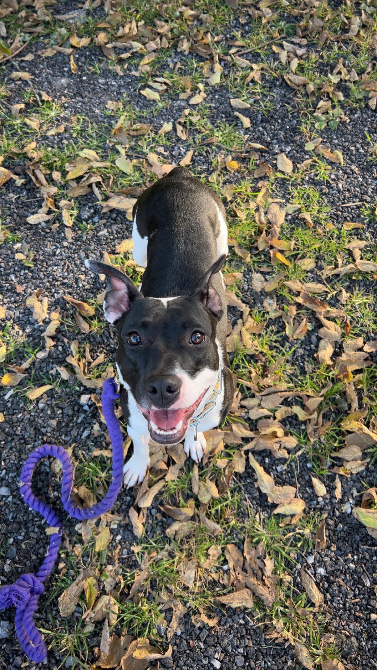 Enlarge Lucinda, a Adoptable mixed breed in Mechanicsburg, PA image 6/6
