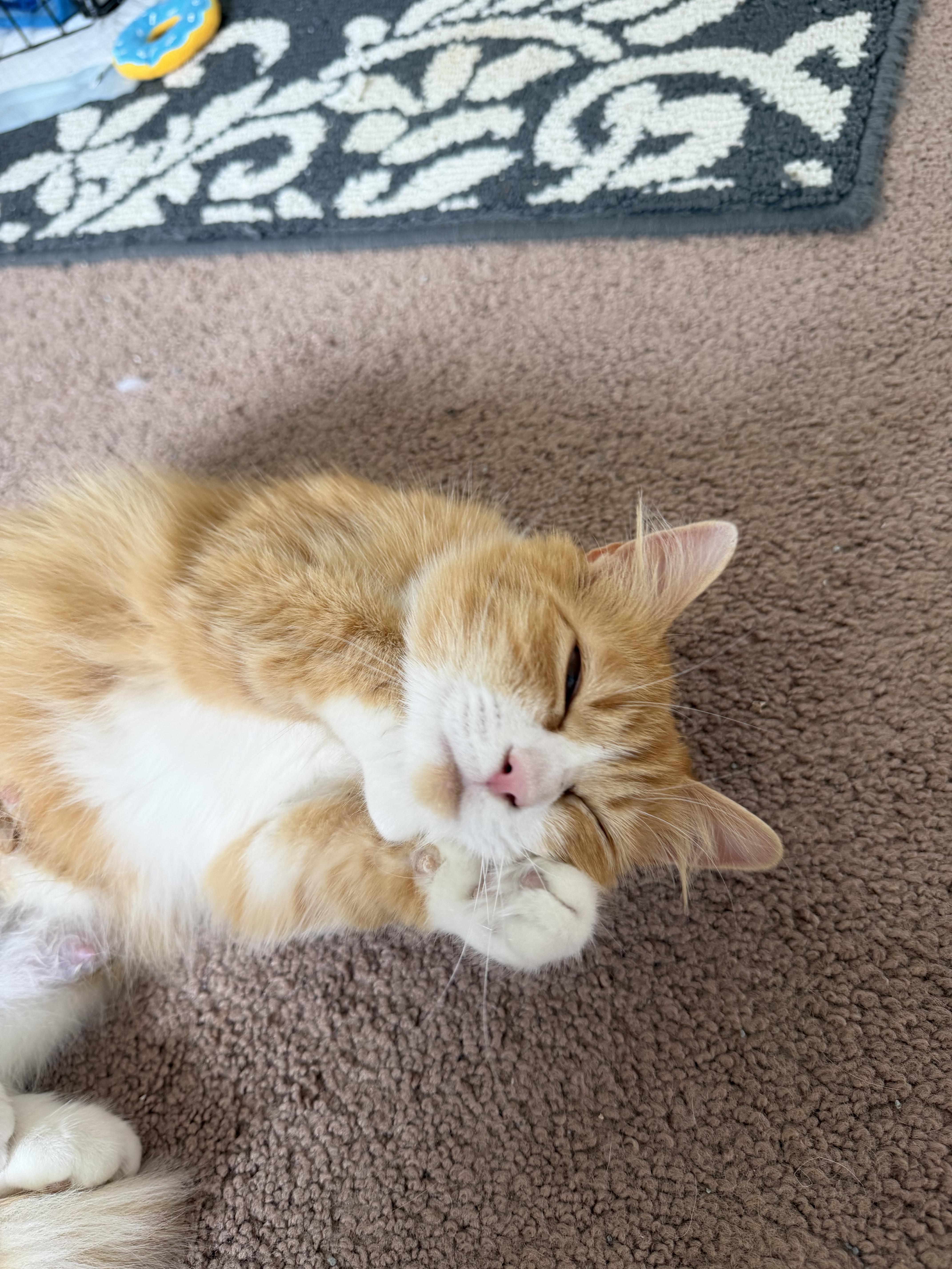 Enlarge Clementine, a ADOPTABLE Domestic Medium Hair in Blacksburg, VA image 2/4