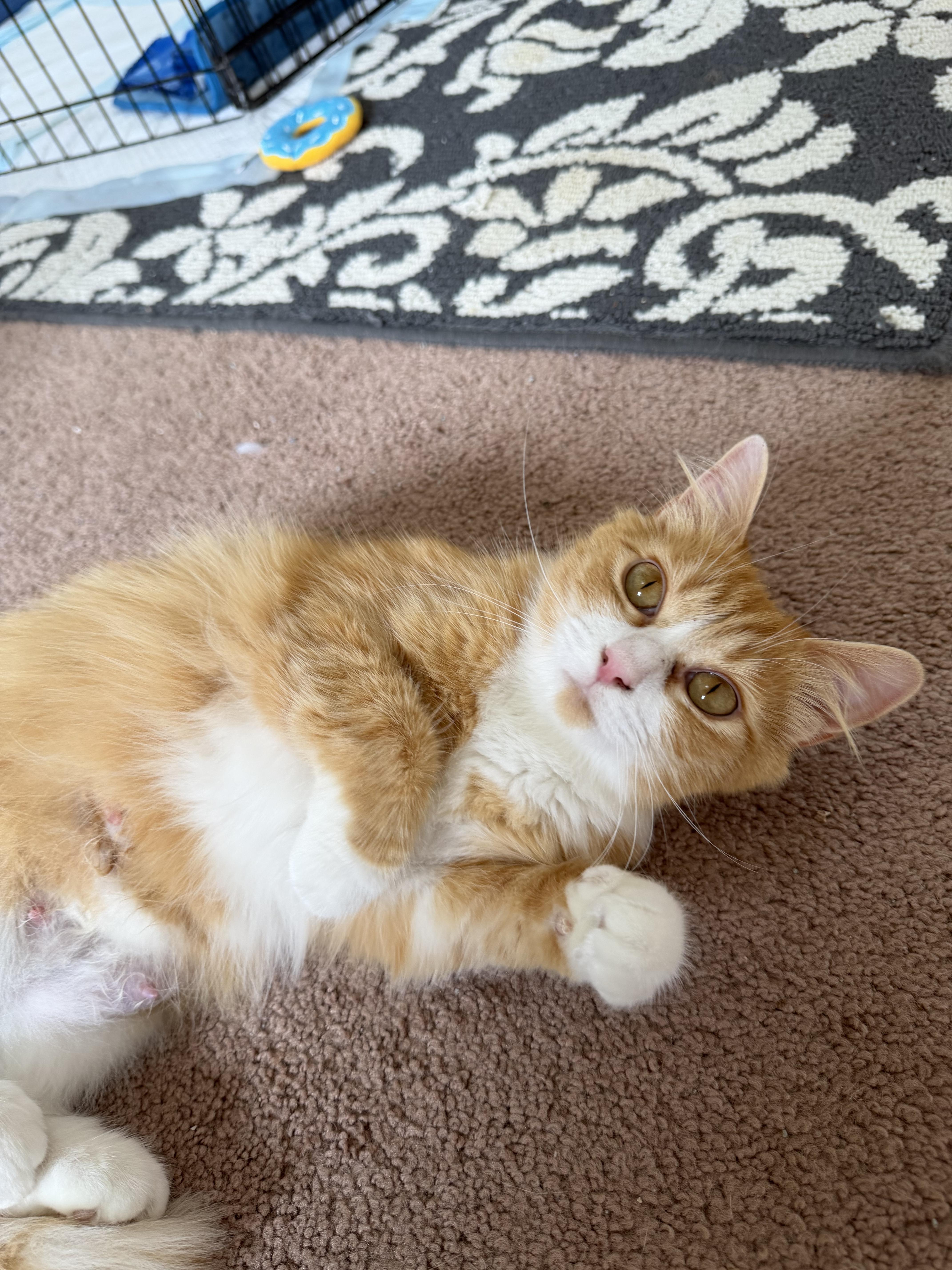 Enlarge Clementine, a ADOPTABLE Domestic Medium Hair in Blacksburg, VA image 3/4