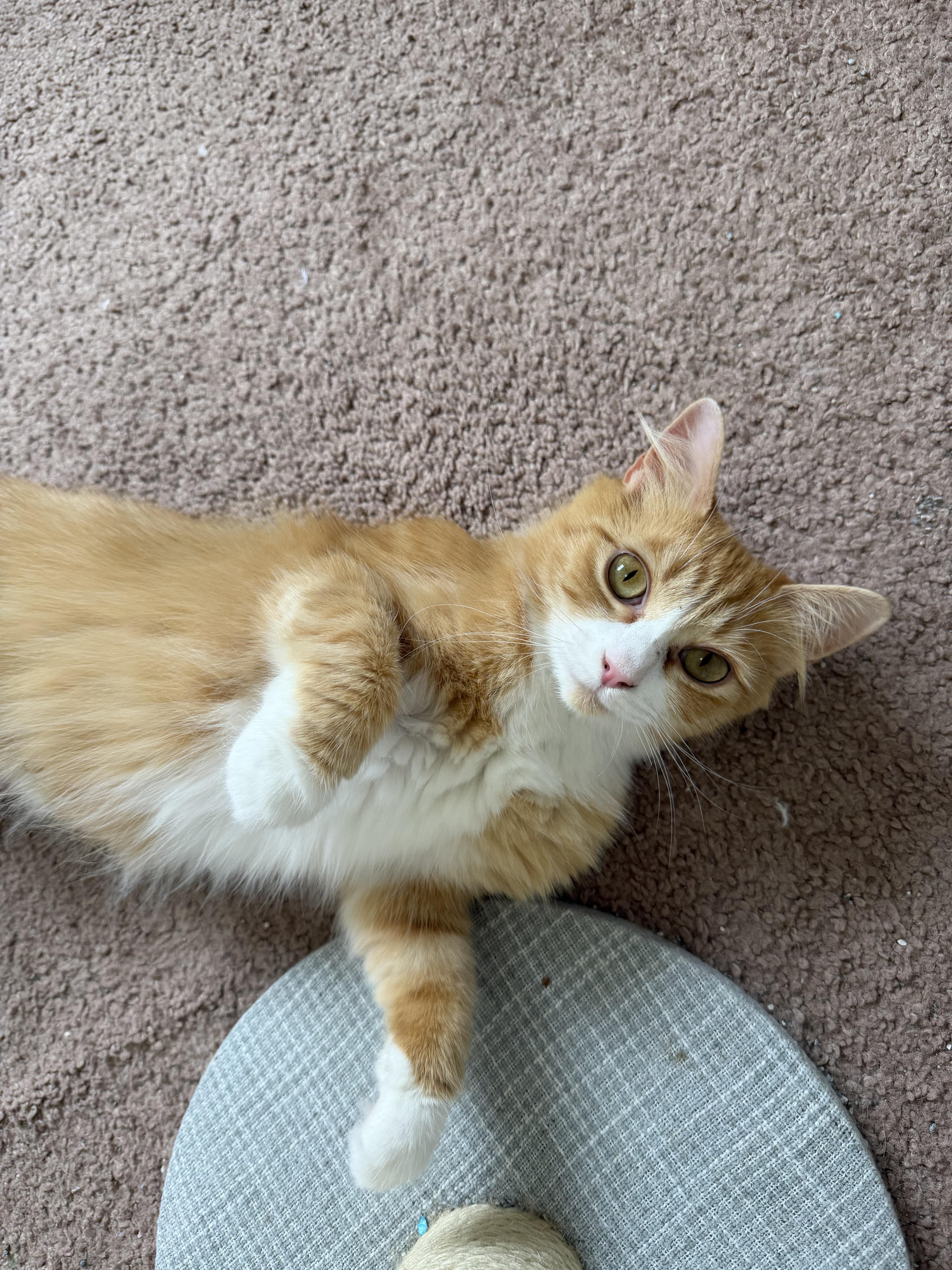 Enlarge Clementine, a ADOPTABLE Domestic Medium Hair in Blacksburg, VA image 4/4