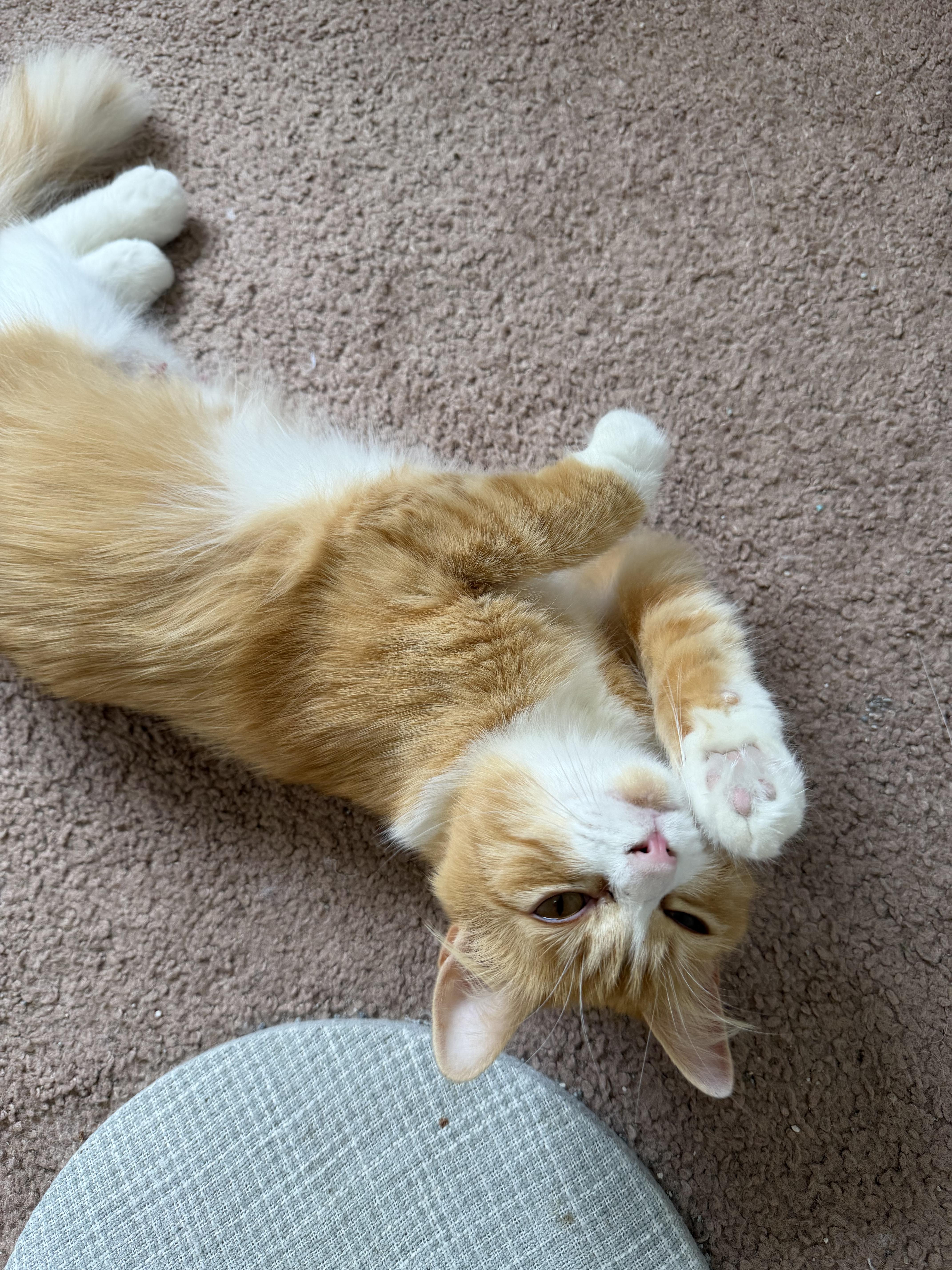 Clementine, ADOPTABLE, Young Female Domestic Medium Hair.