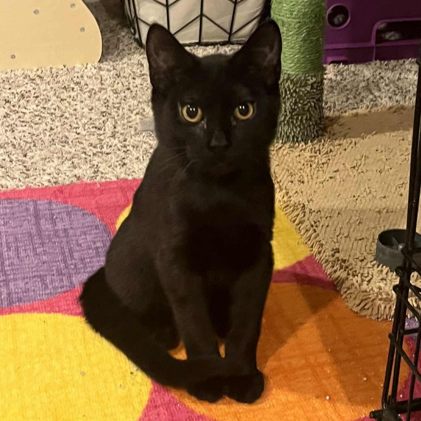 Enlarge Americano, a Adoptable Domestic Short Hair in Kentwood, MI image 4/4