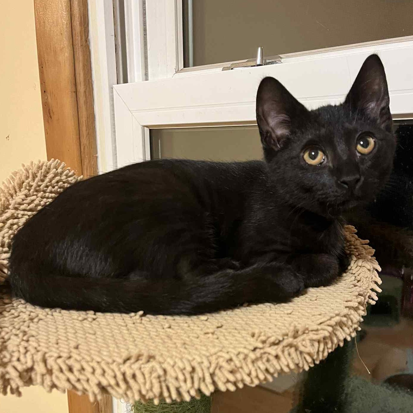 Americano, Adoptable, Kitten Male Domestic Short Hair.
