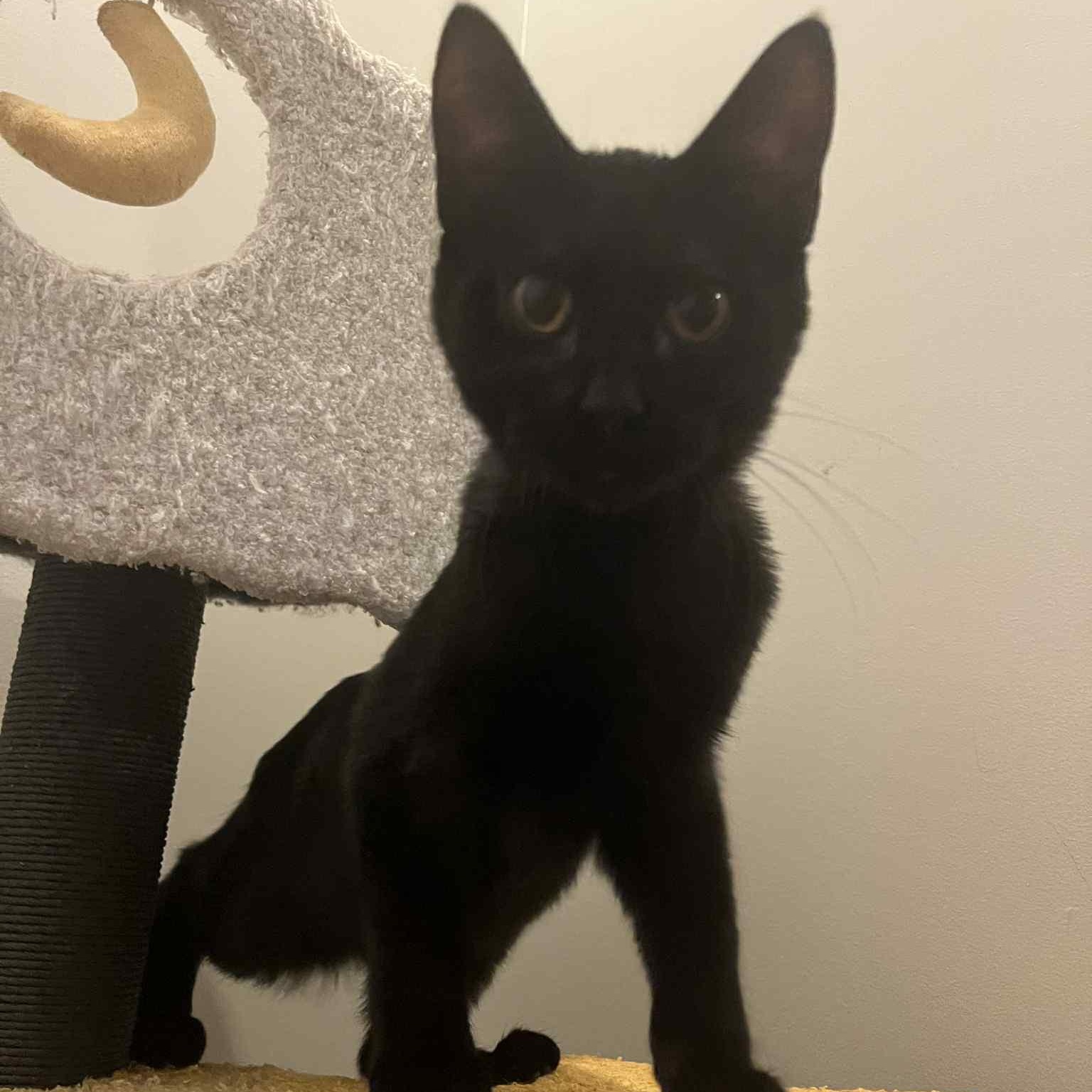 Enlarge Americano, a Adoptable Domestic Short Hair in Kentwood, MI image 3/4