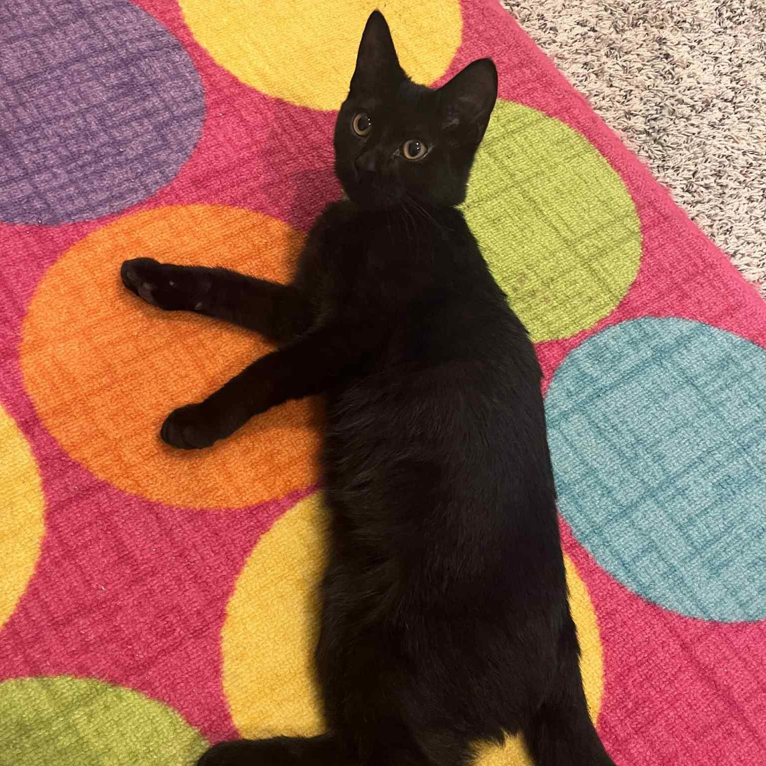 Enlarge Americano, a Adoptable Domestic Short Hair in Kentwood, MI image 2/4