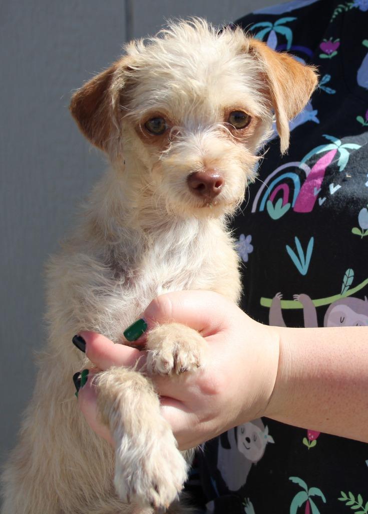 Enlarge Ruby, a Adoptable mixed breed in Vacaville, CA image 1/1