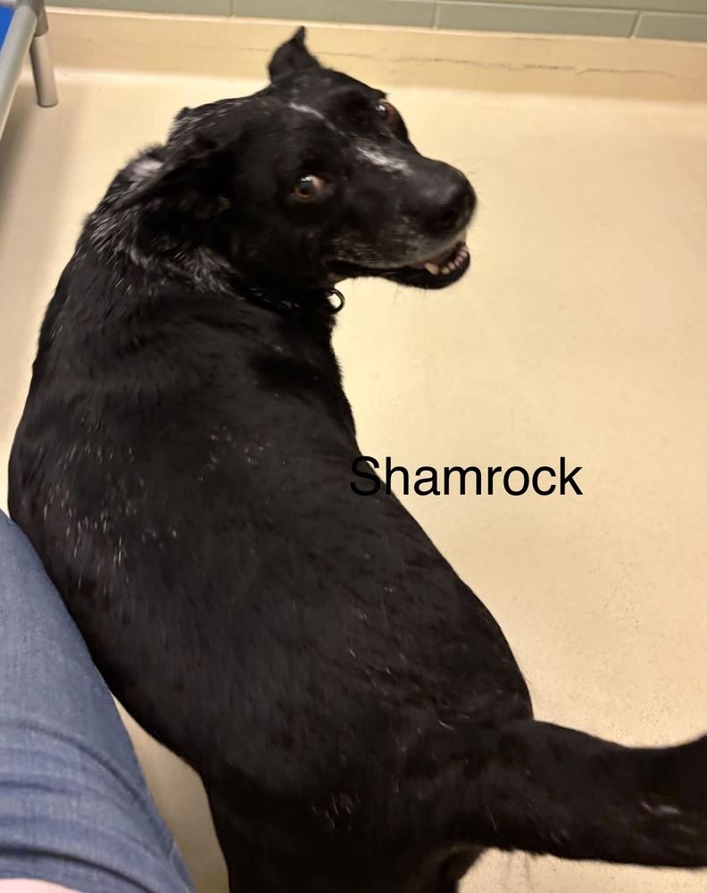 Shamrock, Adoptable, Adult Male Australian Cattle Dog / Blue Heeler.