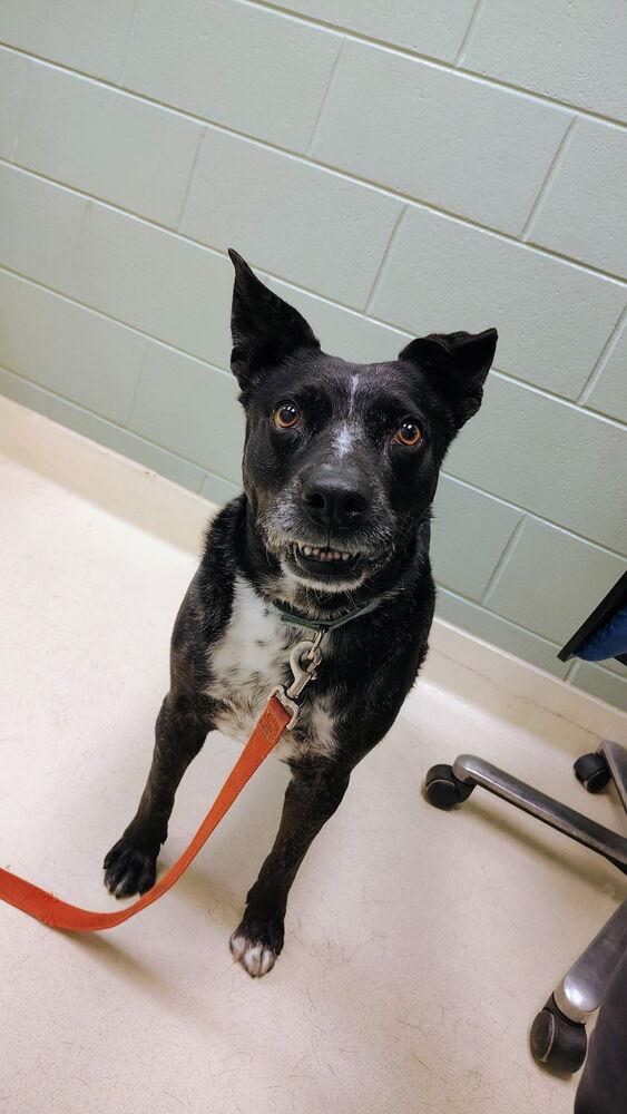 Enlarge Shamrock, a Adoptable mixed breed in Kalamazoo, MI image 2/3