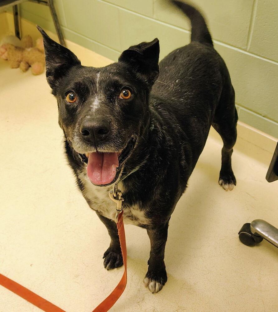 Enlarge Shamrock, a Adoptable mixed breed in Kalamazoo, MI image 3/3