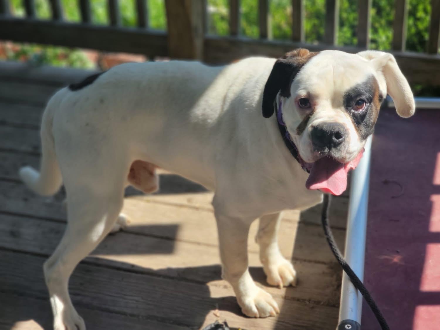 Kevin, a ADOPTABLE Boxer in Fountaintown, IN image 4/5