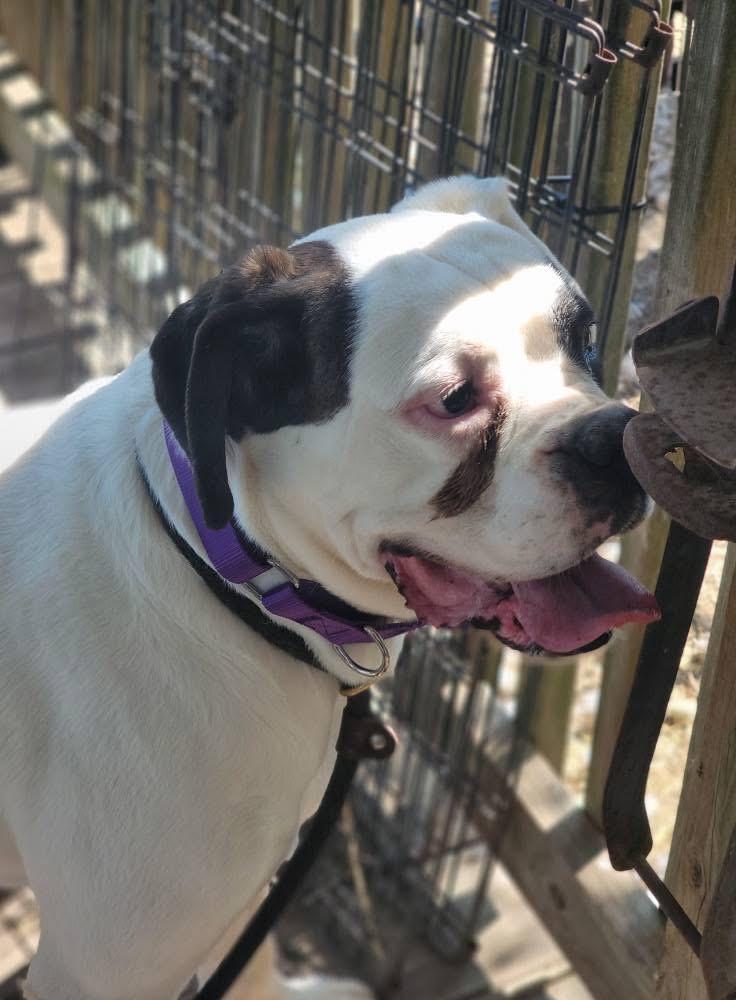 Kevin, a ADOPTABLE Boxer in Fountaintown, IN image 2/5