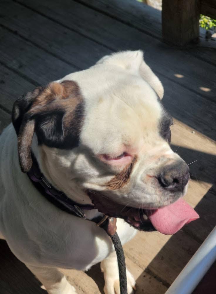 Kevin, a ADOPTABLE Boxer in Fountaintown, IN image 5/5