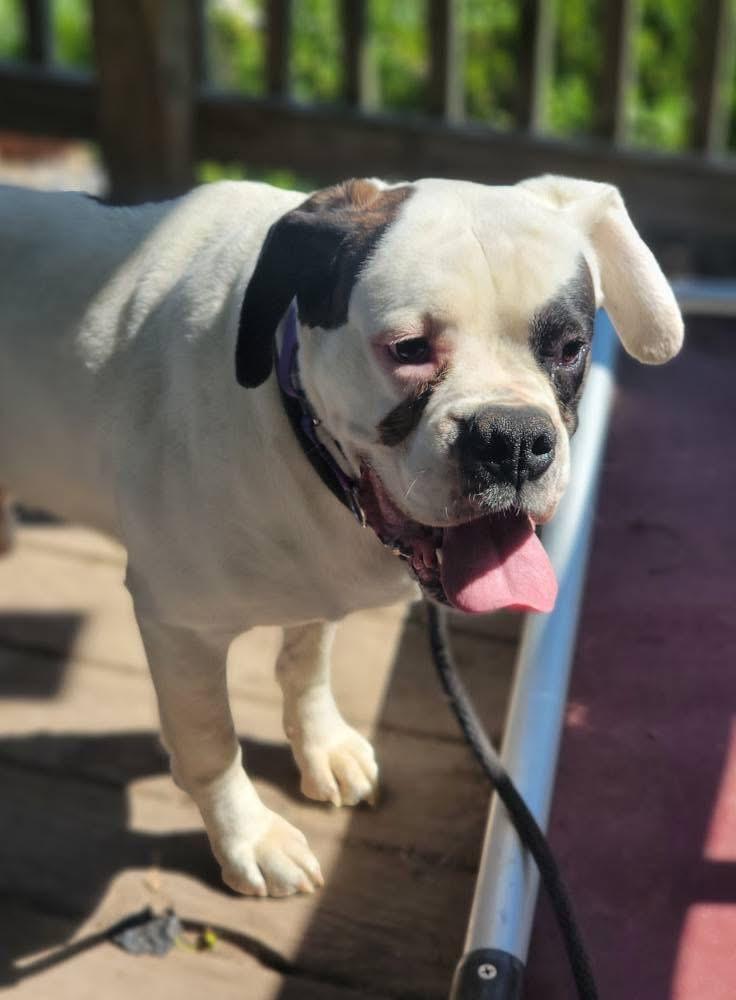 Kevin, a ADOPTABLE Boxer in Fountaintown, IN image 3/5