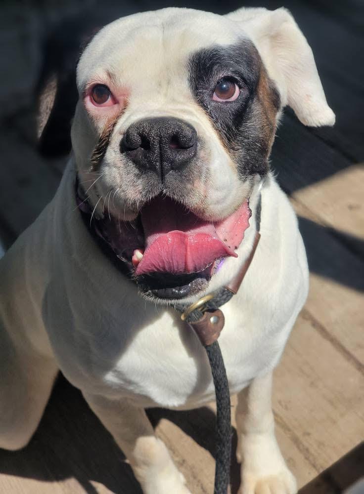 Kevin, ADOPTABLE, Young Male Boxer.