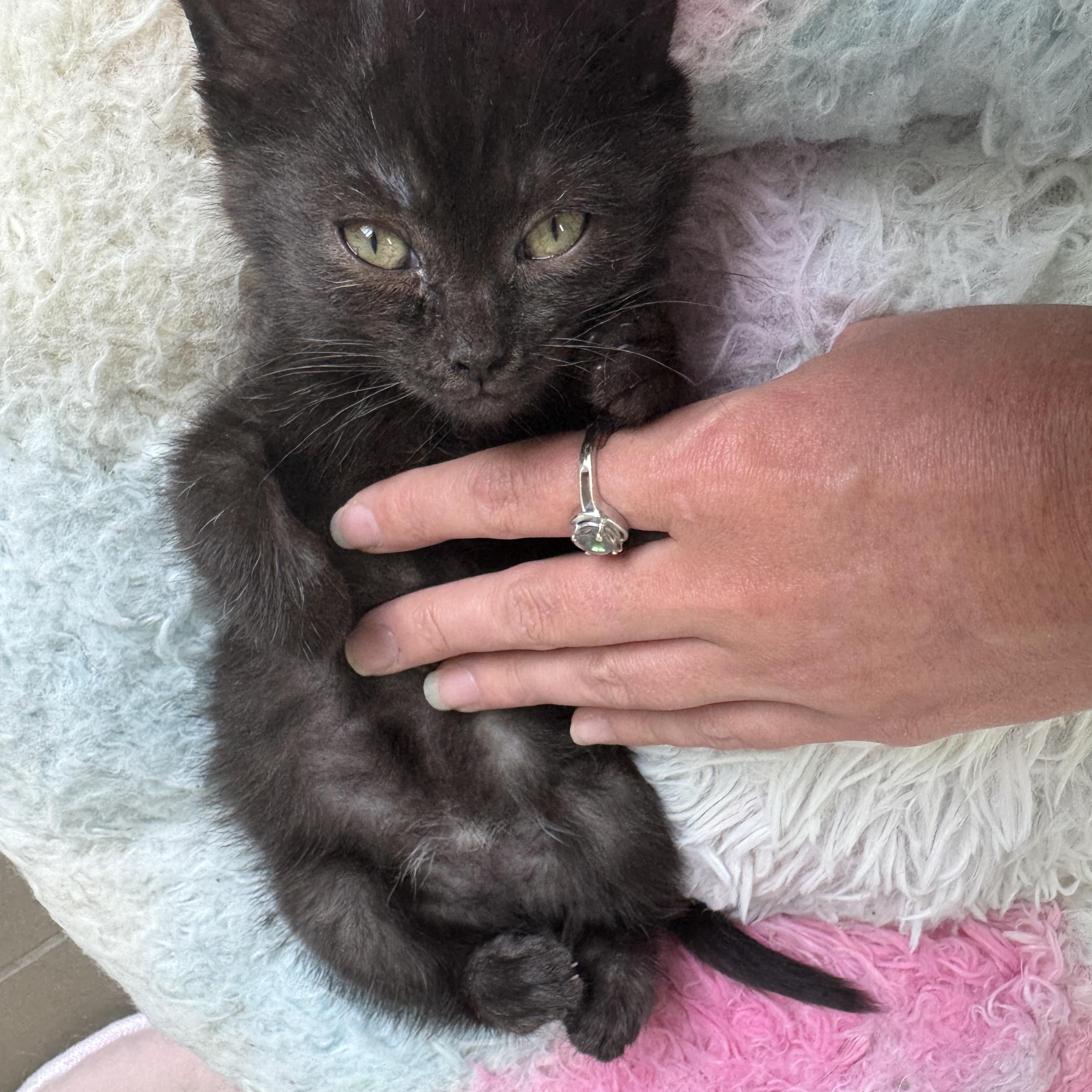 Quesadilla, a Adoptable Domestic Short Hair in Cleveland Heights, OH image 4/5