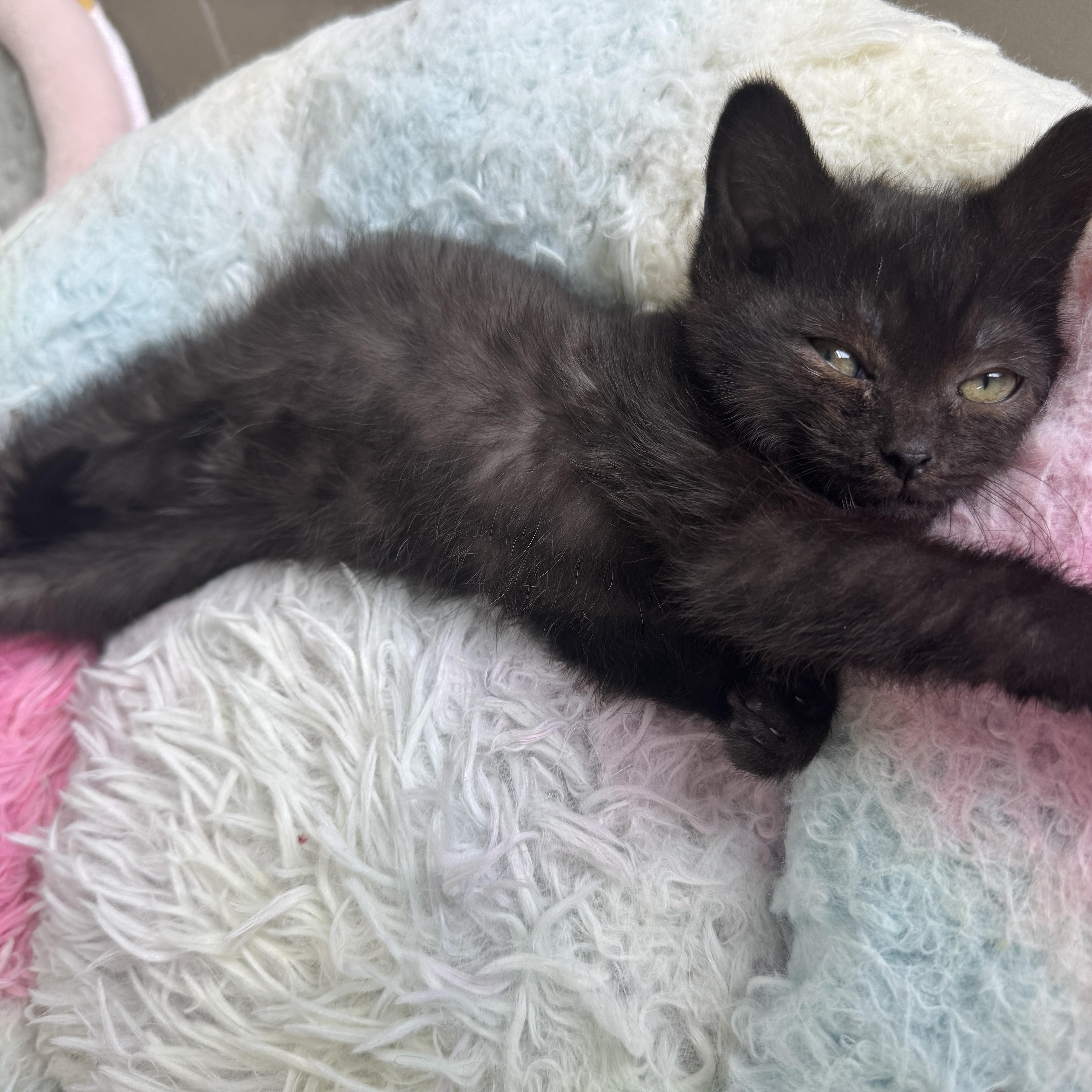 Quesadilla, a Adoptable Domestic Short Hair in Cleveland Heights, OH image 3/5