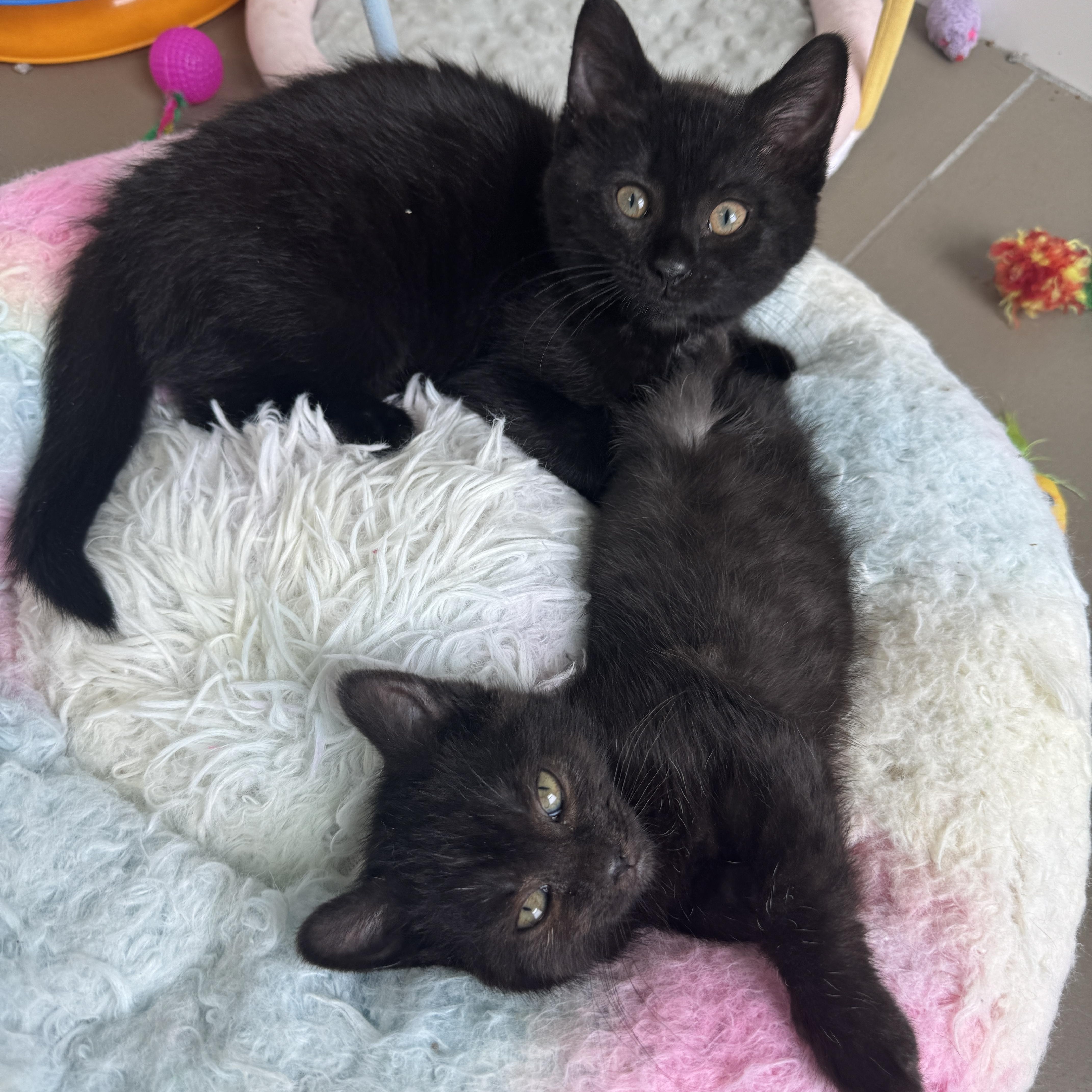 Quesadilla, a Adoptable Domestic Short Hair in Cleveland Heights, OH image 2/5