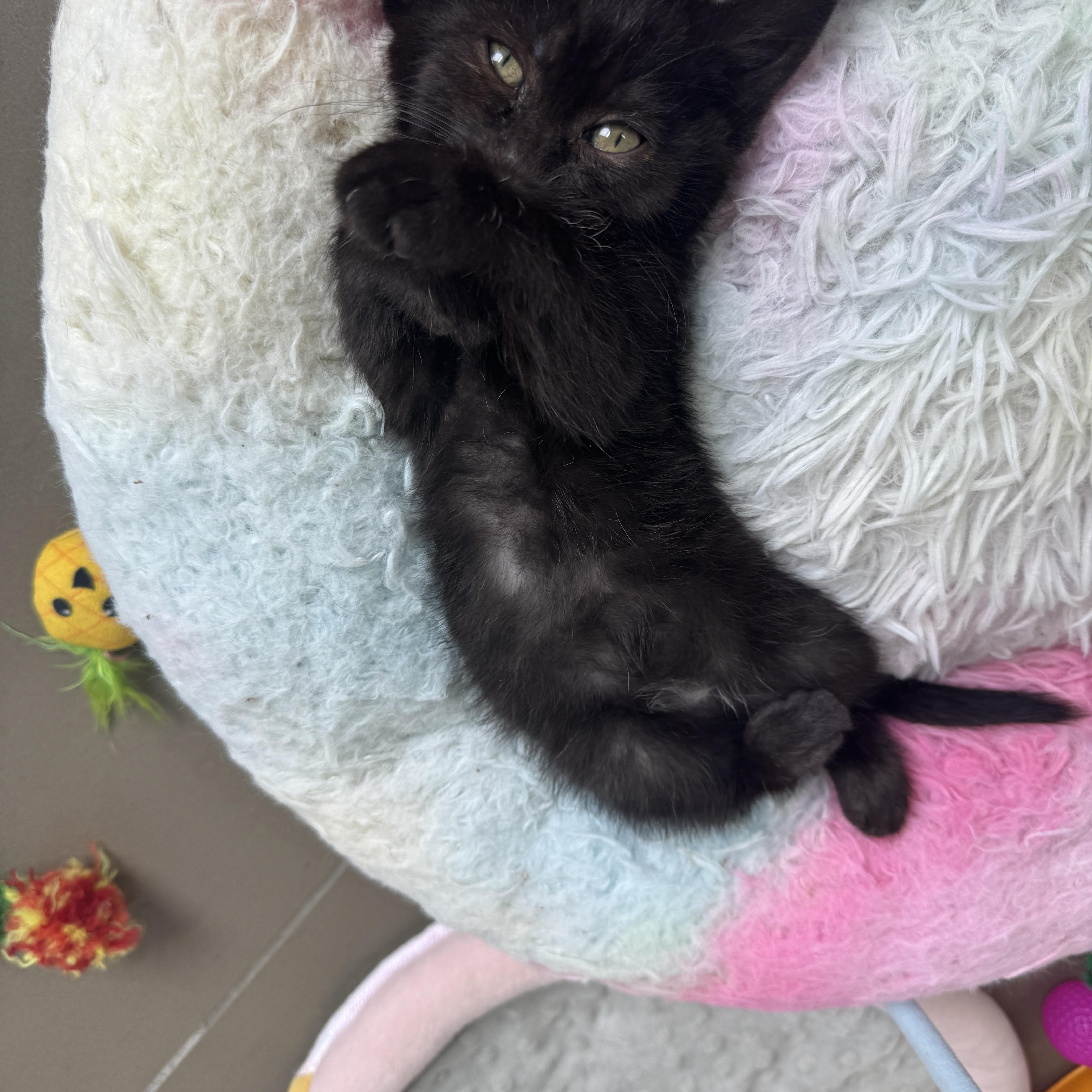 Quesadilla, a Adoptable Domestic Short Hair in Cleveland Heights, OH image 5/5