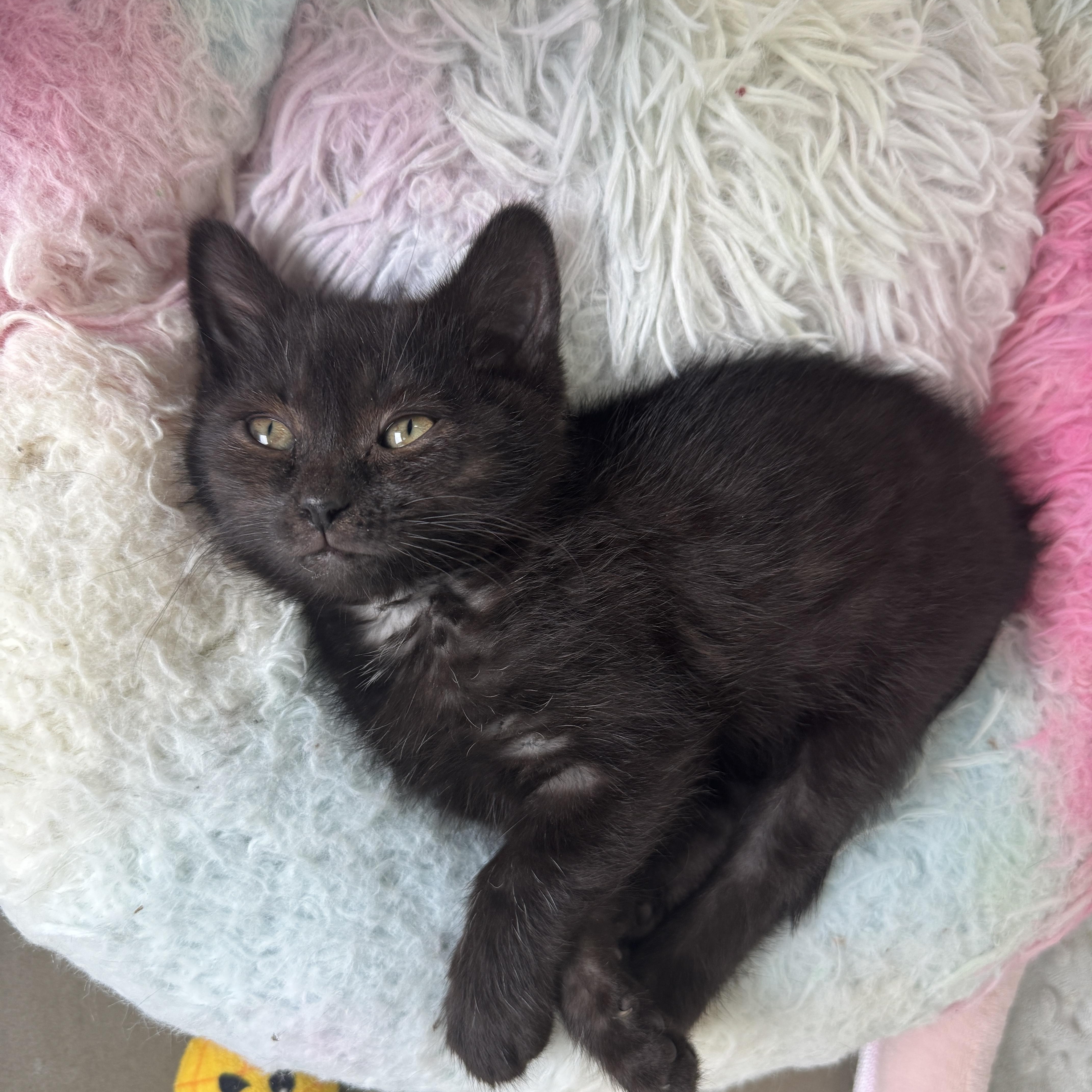 Quesadilla, Adoptable, Kitten Female Domestic Short Hair.