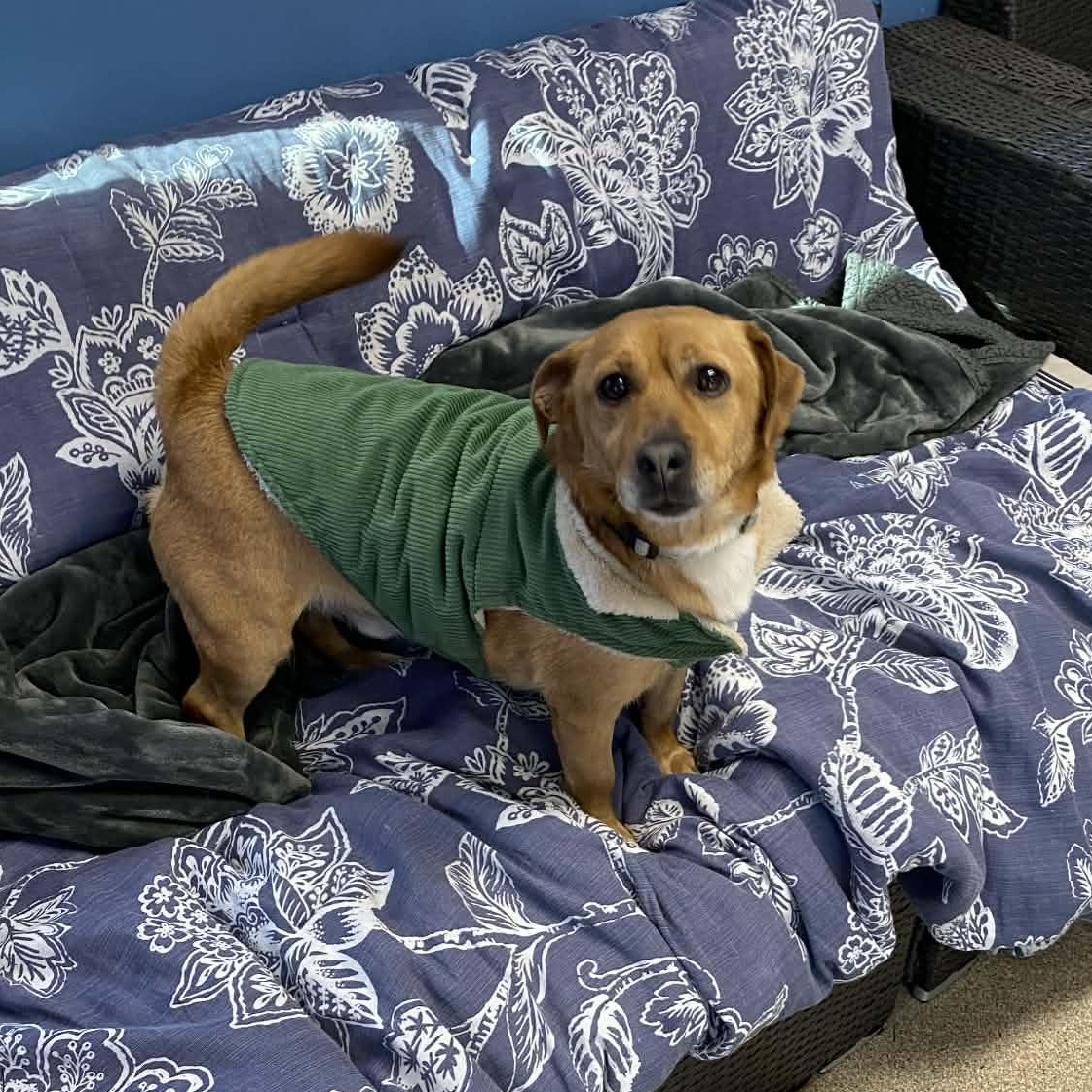 Werther, a Adoptable mixed breed in Sunderland, MD image 1/5