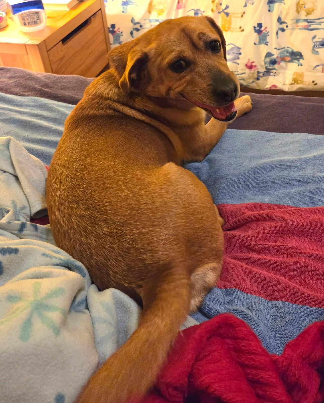 Werther, a Adoptable mixed breed in Sunderland, MD image 2/5