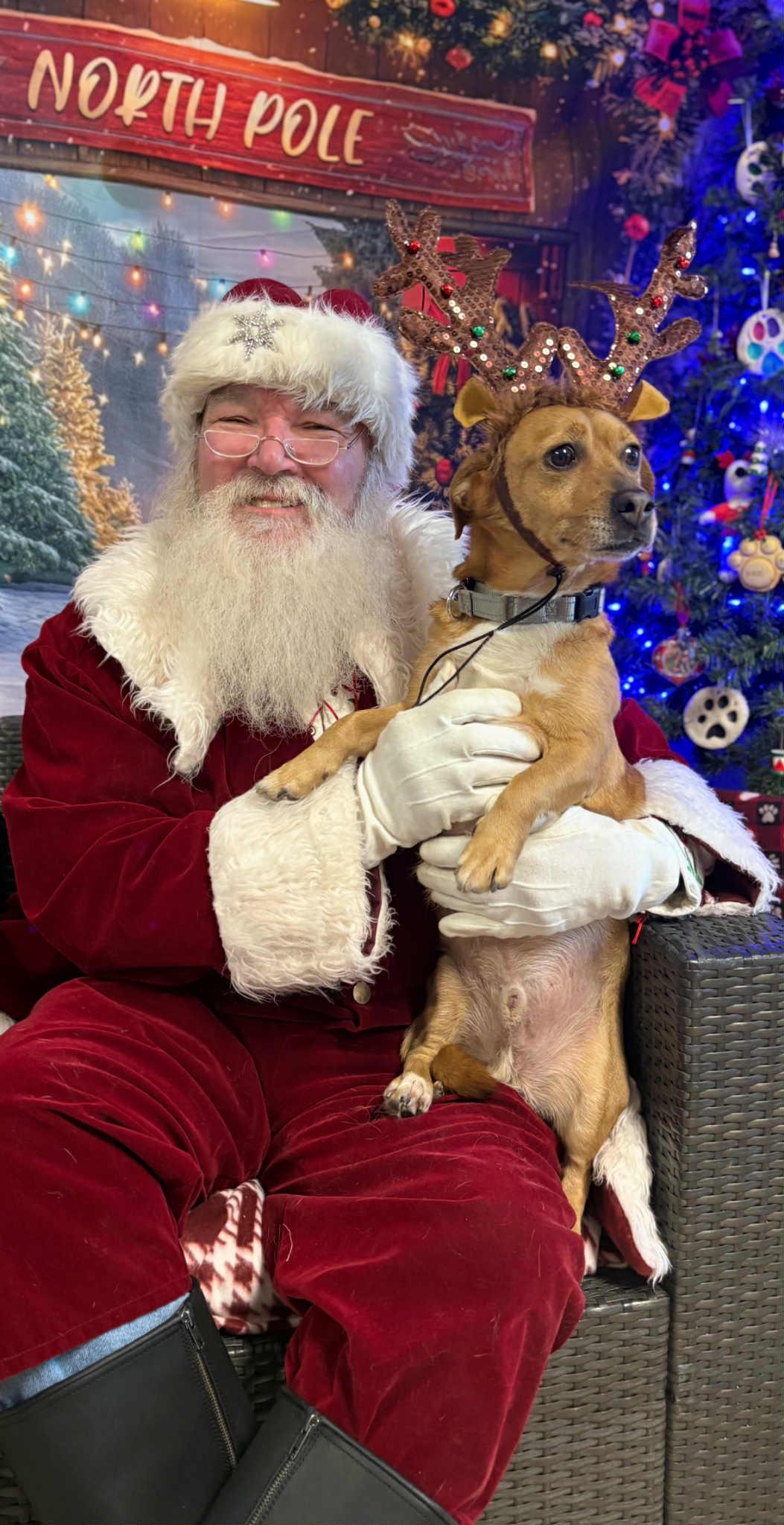 Werther, a Adoptable mixed breed in Sunderland, MD image 3/5