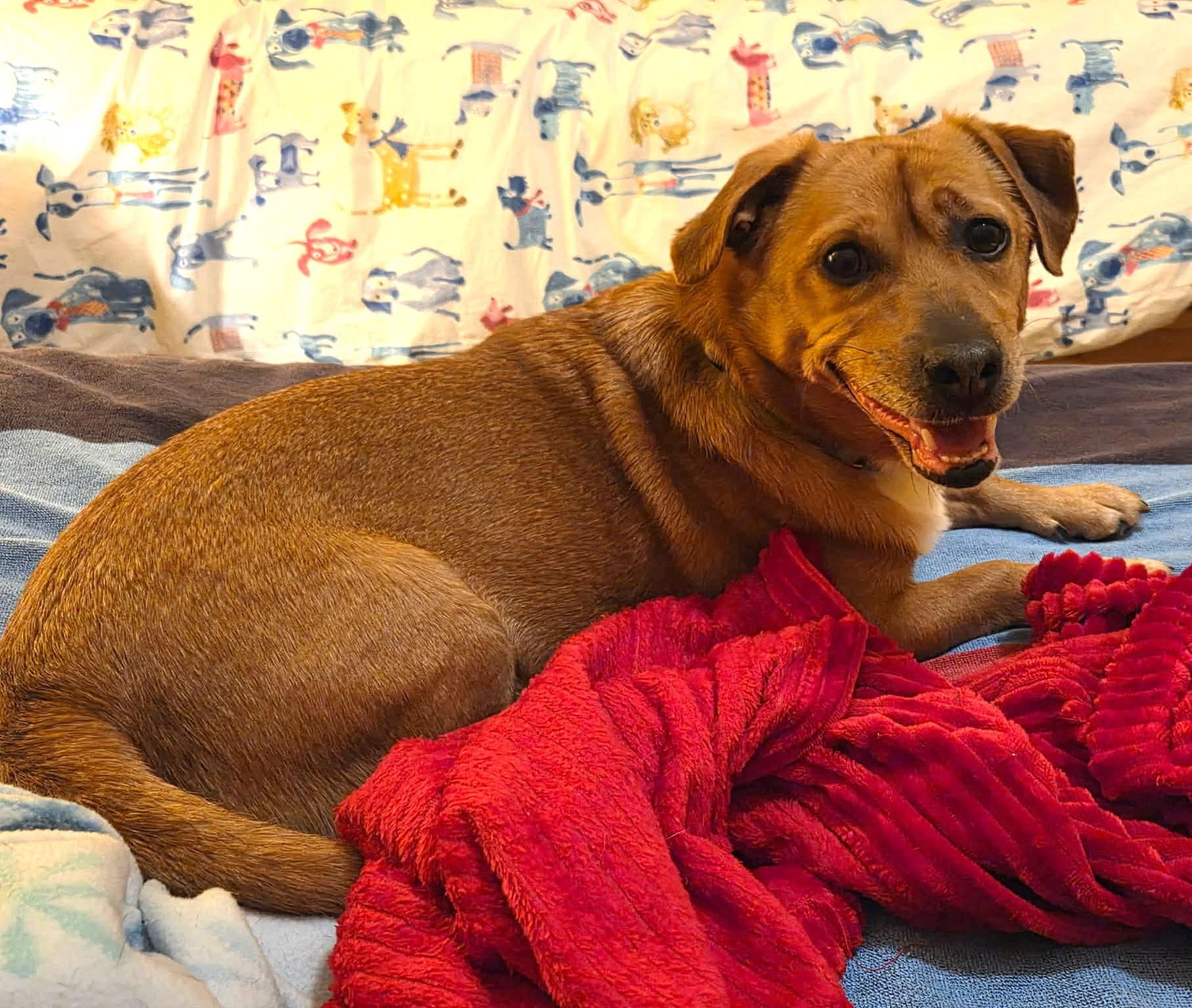 Werther, a Adoptable mixed breed in Sunderland, MD image 4/5