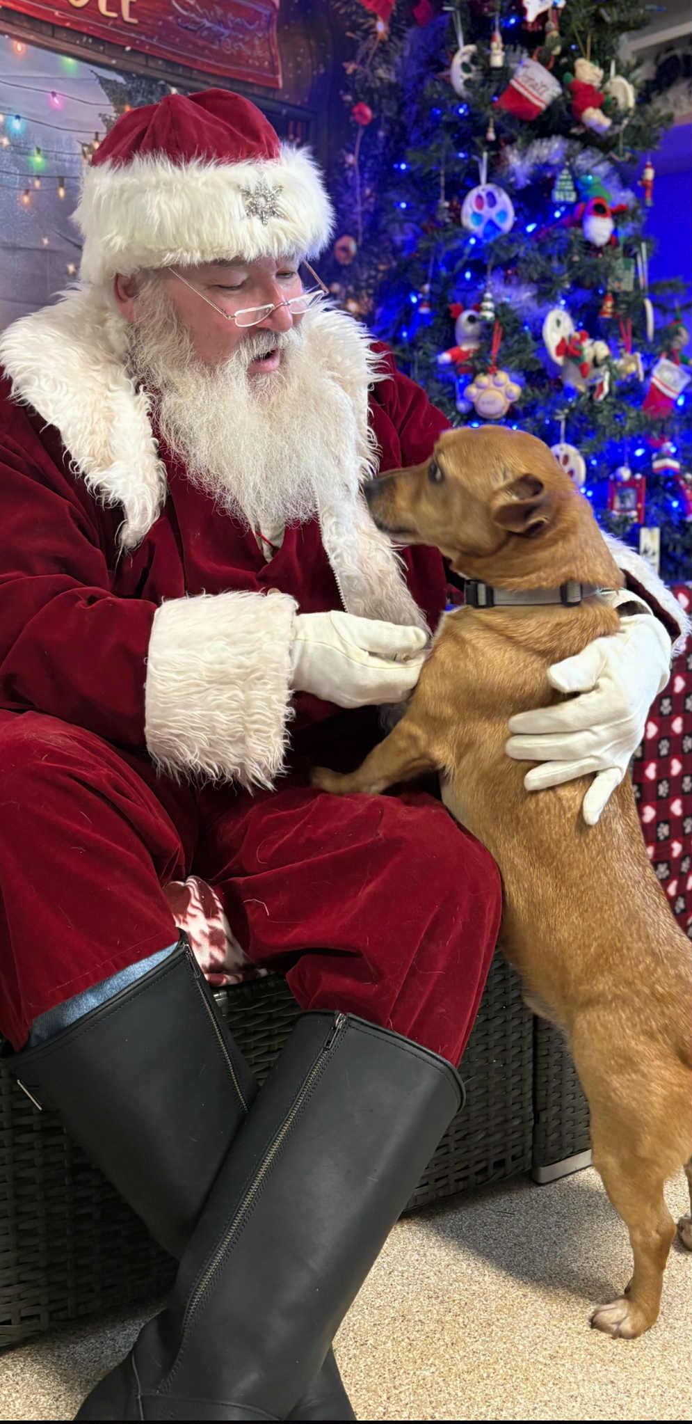 Werther, a Adoptable mixed breed in Sunderland, MD image 5/5