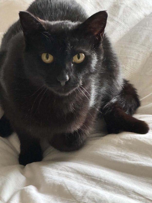 Ruby, ADOPTABLE, Young Female Domestic Short Hair.