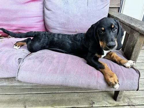 Apollo, a Adopted mixed breed in St. Paul, MN image 2/4