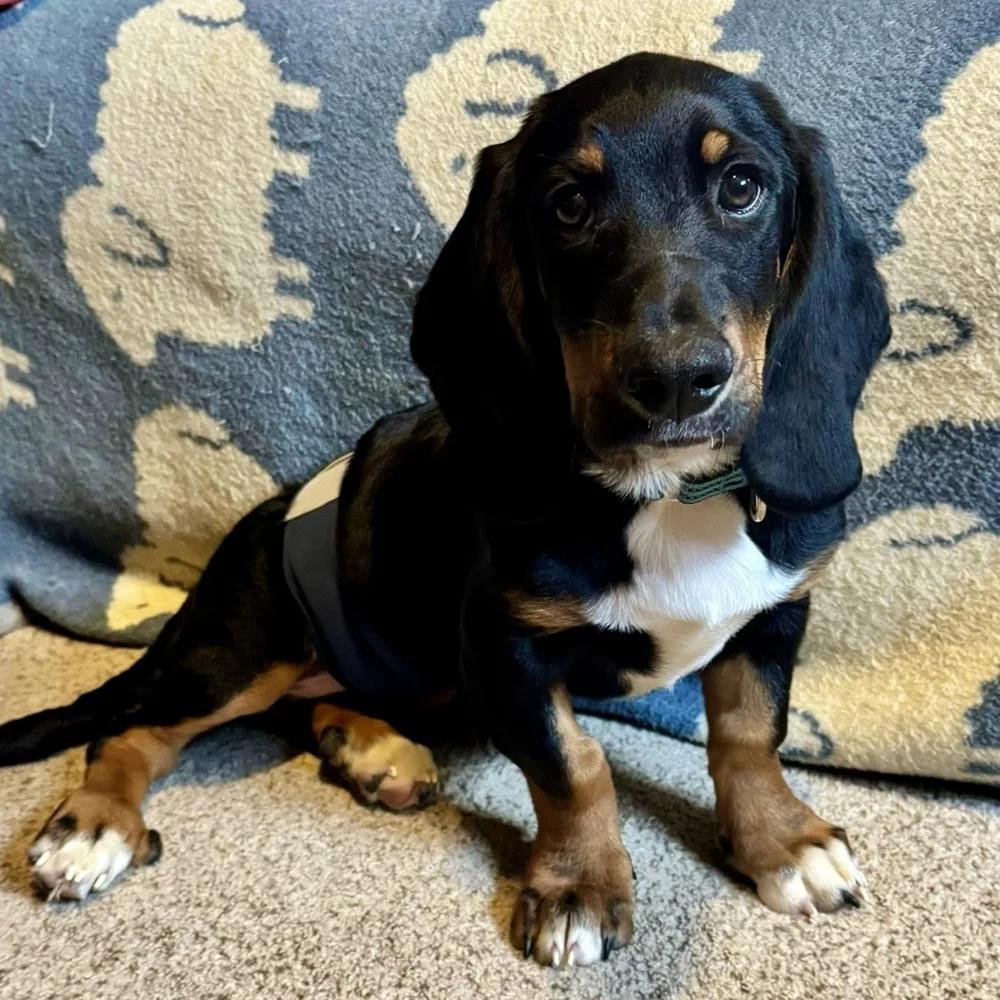 Apollo, a Adopted mixed breed in St. Paul, MN image 1/4