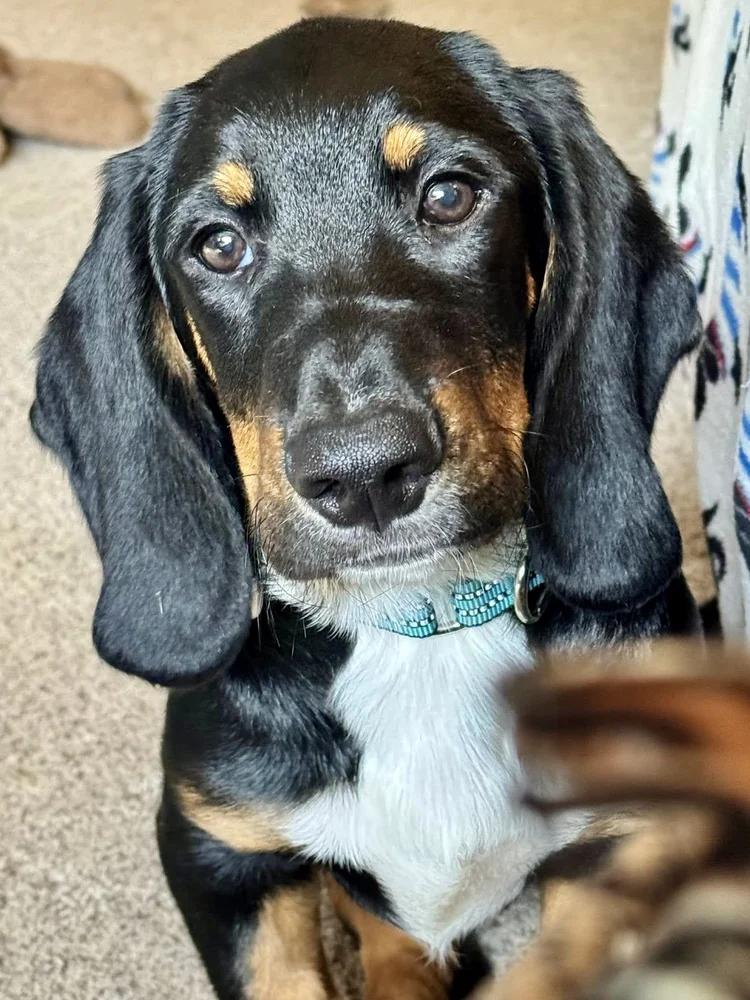 Apollo, a Adopted mixed breed in St. Paul, MN image 3/4