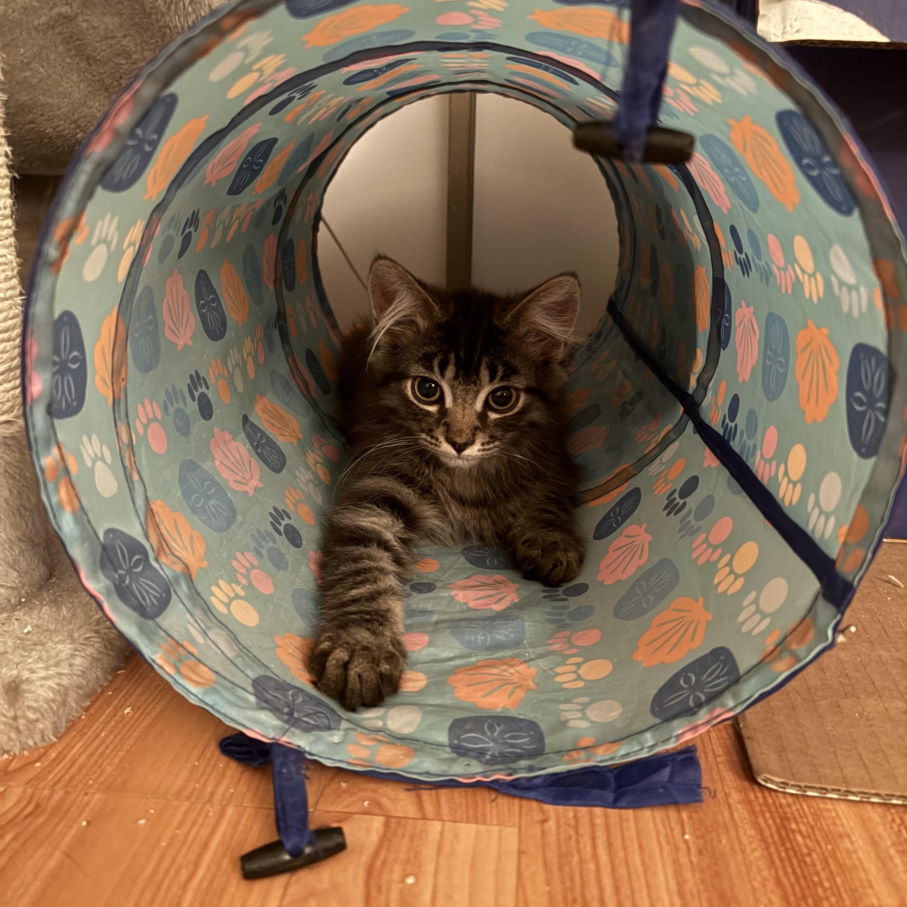 Grover, a ADOPTABLE Domestic Medium Hair in Ottawa, ON image 3/6