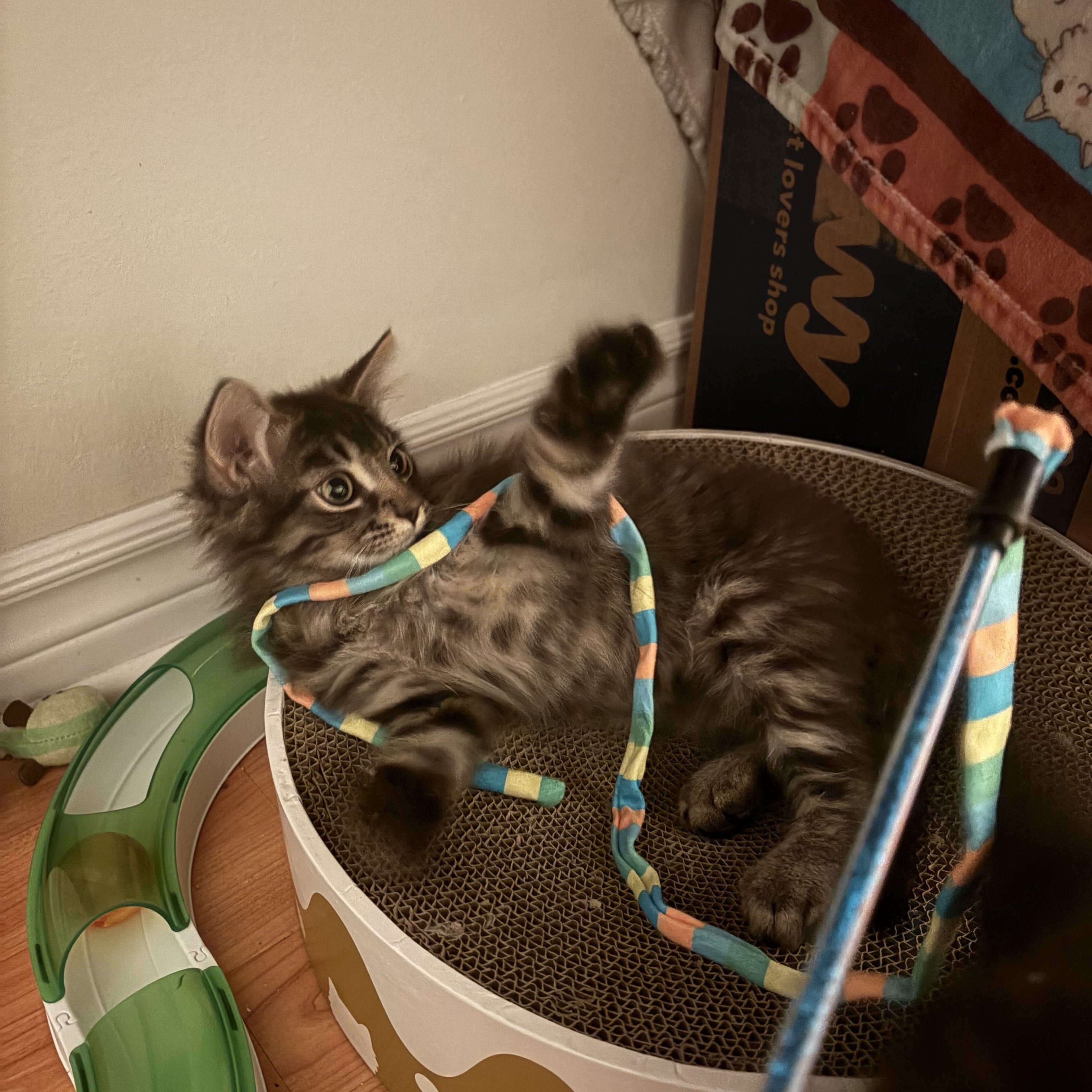 Grover, a ADOPTABLE Domestic Medium Hair in Ottawa, ON image 4/6