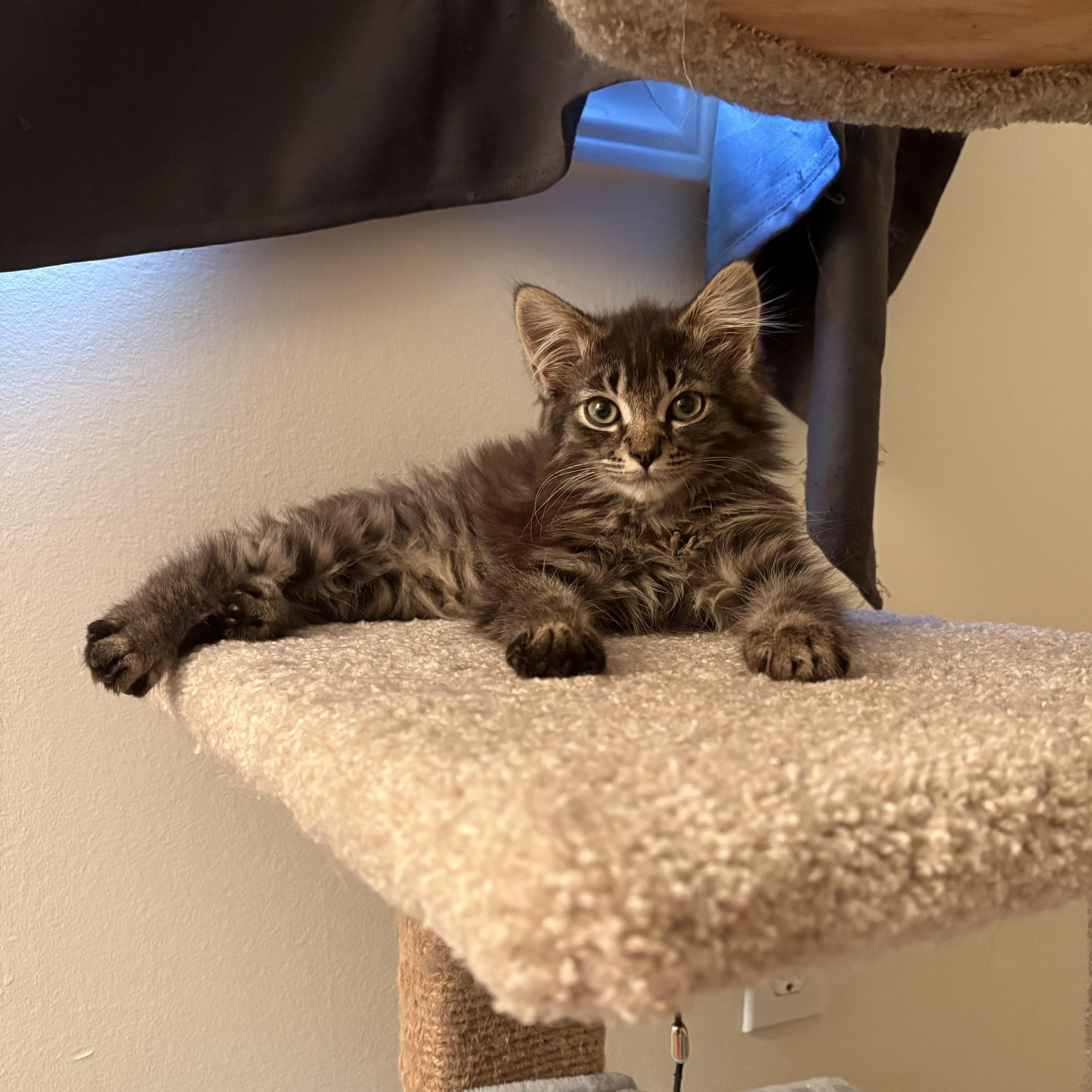 Grover, ADOPTABLE, Kitten Male Domestic Medium Hair.