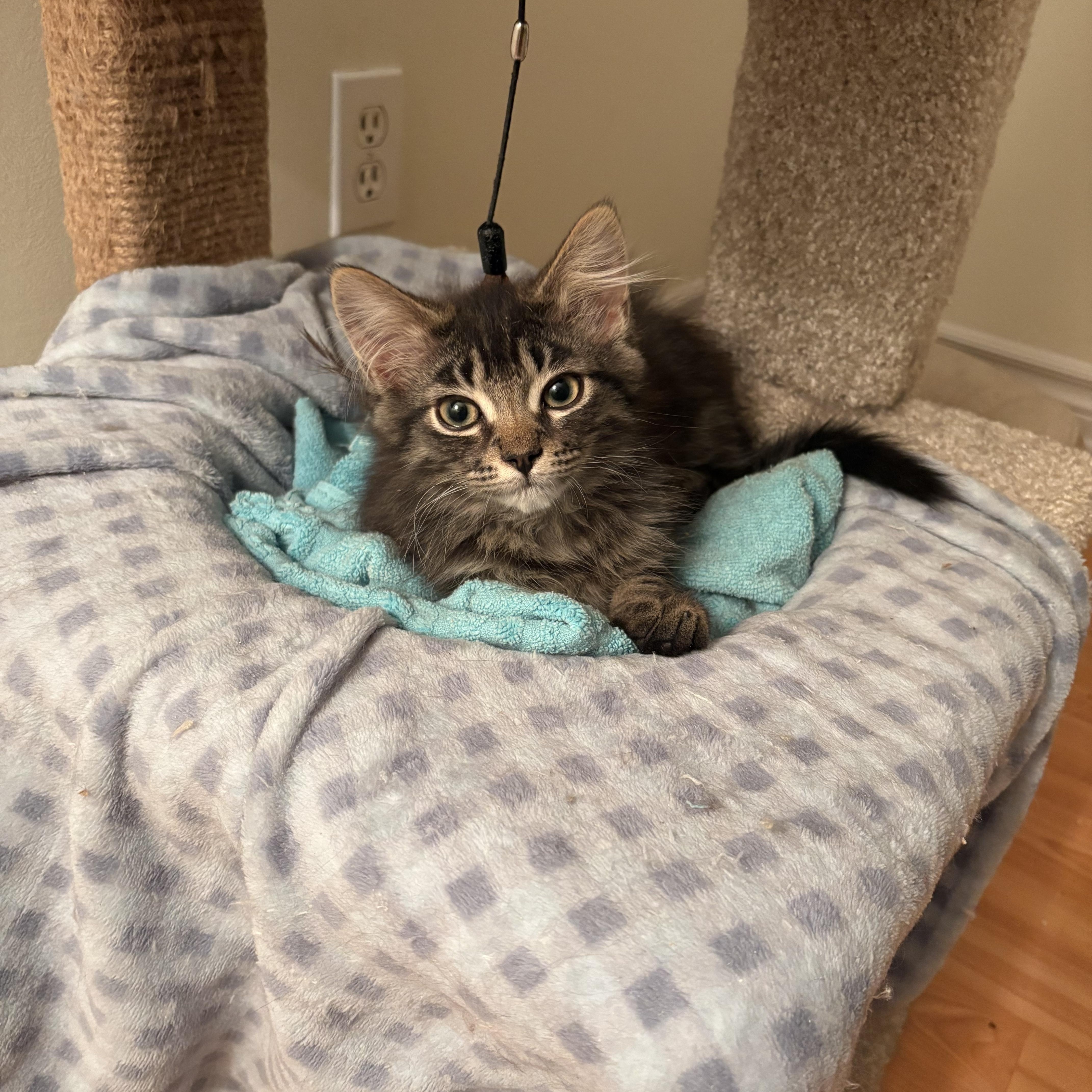 Grover, a ADOPTABLE Domestic Medium Hair in Ottawa, ON image 5/6