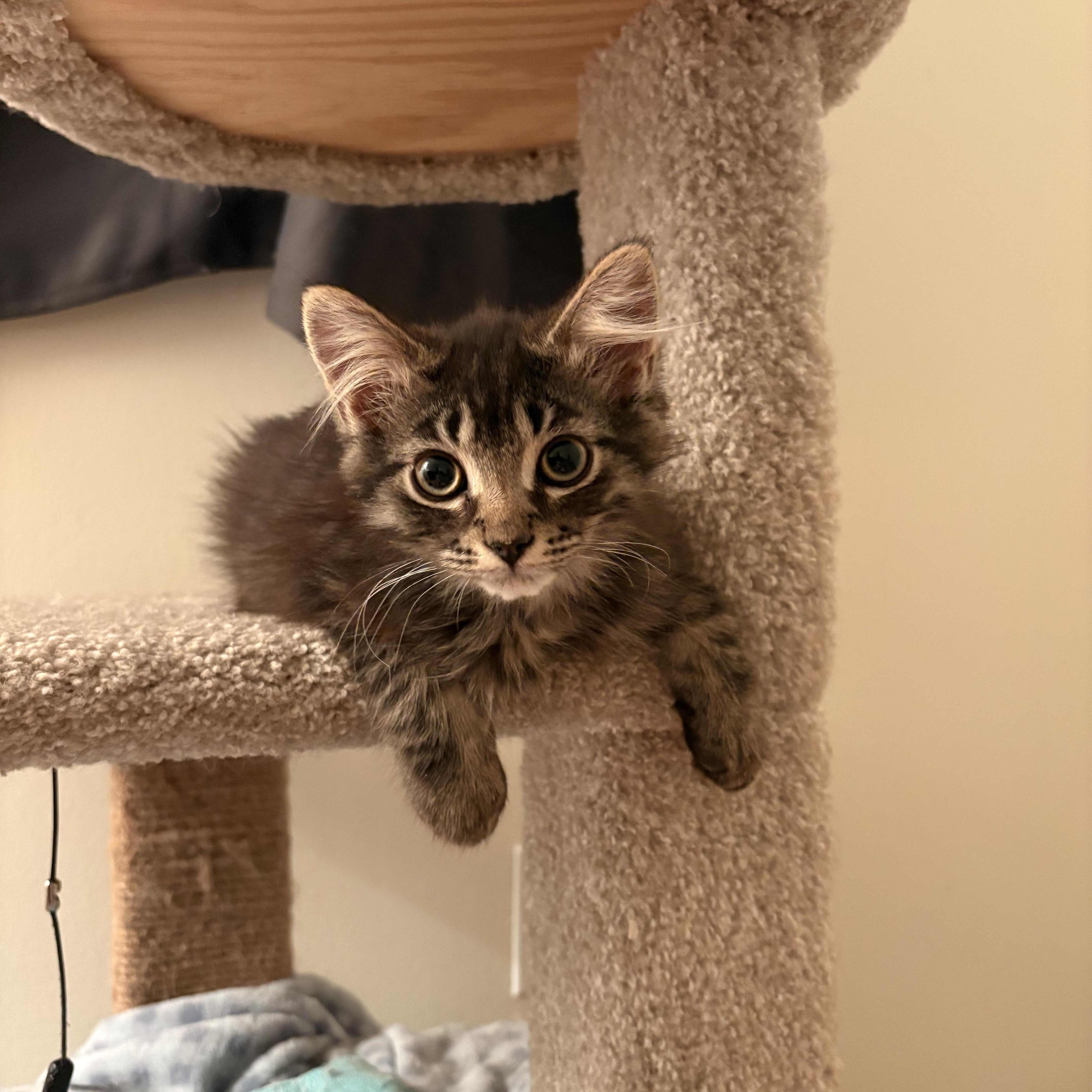 Grover, a ADOPTABLE Domestic Medium Hair in Ottawa, ON image 2/6