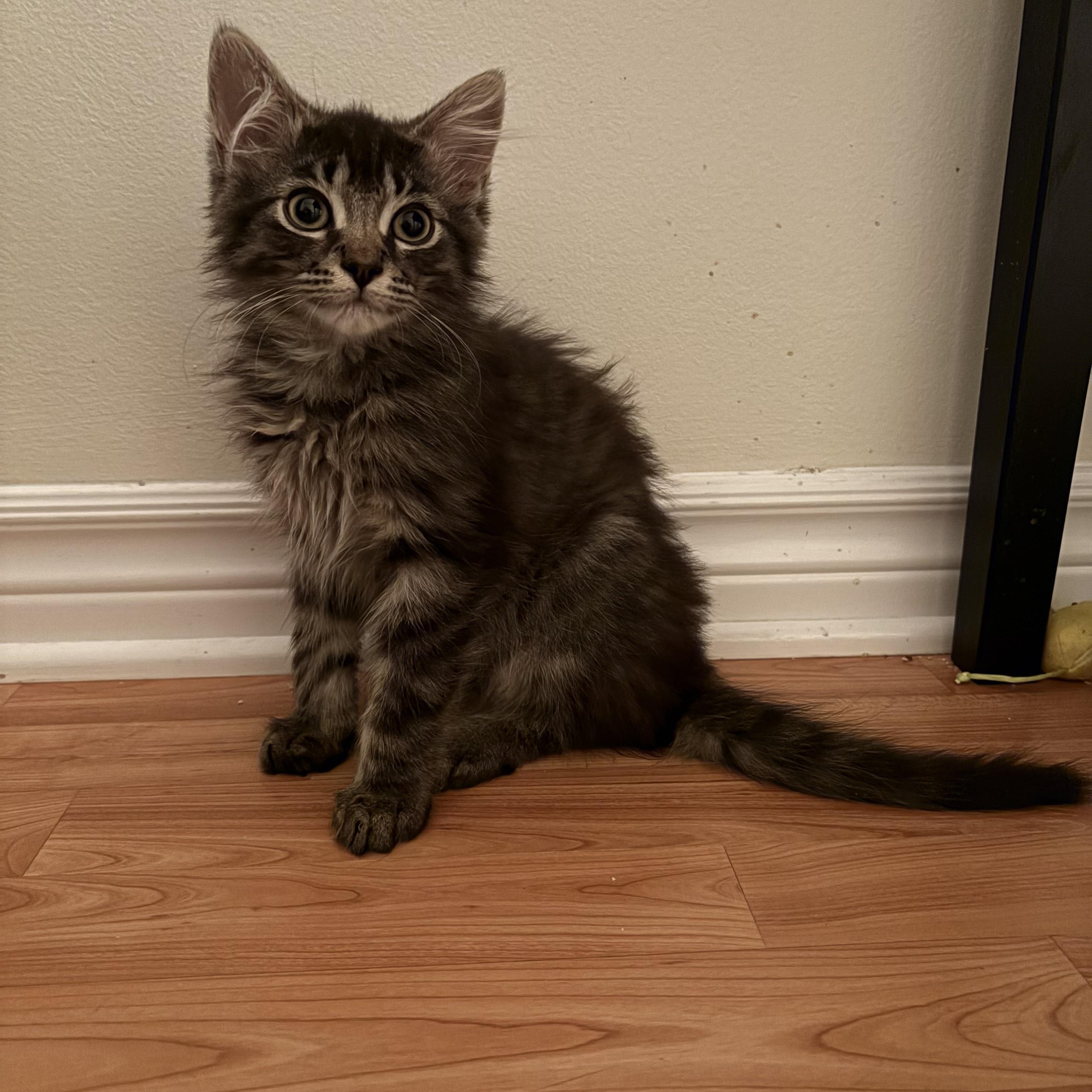 Grover, a ADOPTABLE Domestic Medium Hair in Ottawa, ON image 6/6