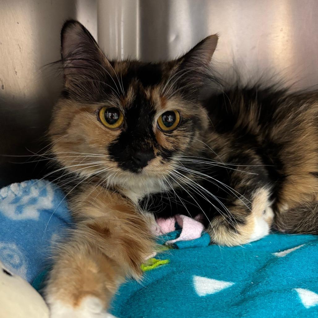 Clove, Adoptable, Adult Female Domestic Short Hair.