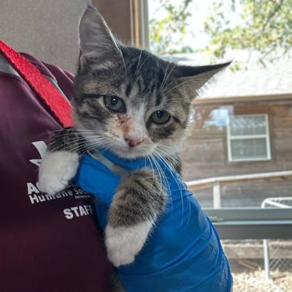 Silk, Adoptable, Kitten Female Domestic Short Hair & Domestic Short Hair.