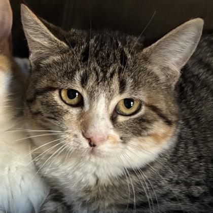 Silk, Adoptable, Kitten Female Domestic Short Hair & Domestic Short Hair.